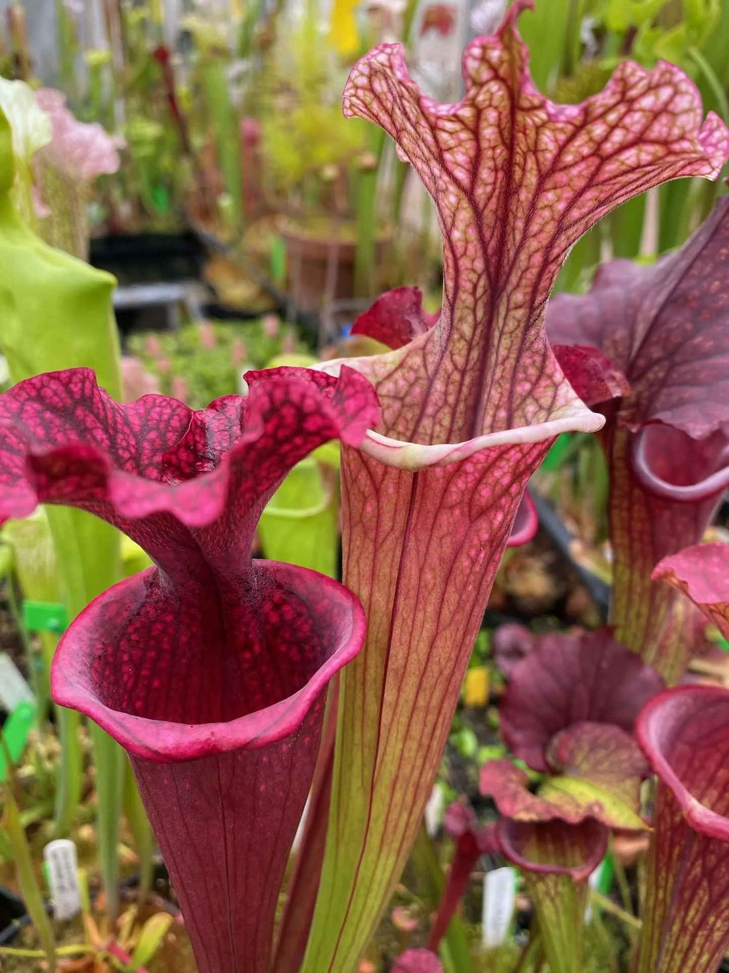 Sarracenia x Pink Champagne = Reptilian Rose x (flava Rubricorpora x leucophylla) Robert Co #6