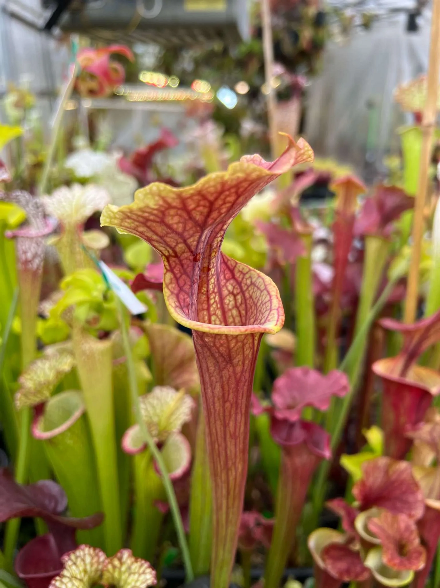Sarracenia x Brimstone FH3 Fred P.