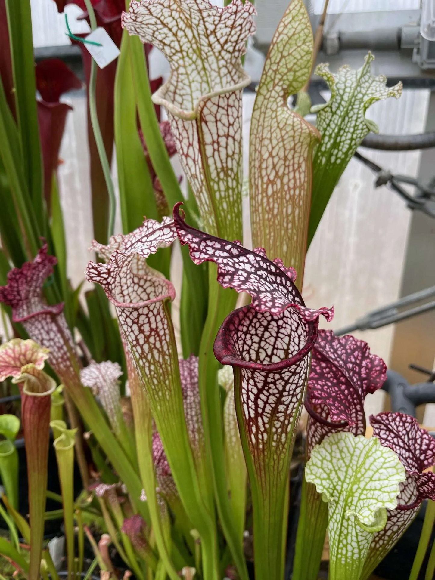 Sarracenia x Prometheus x Purple Lips 2