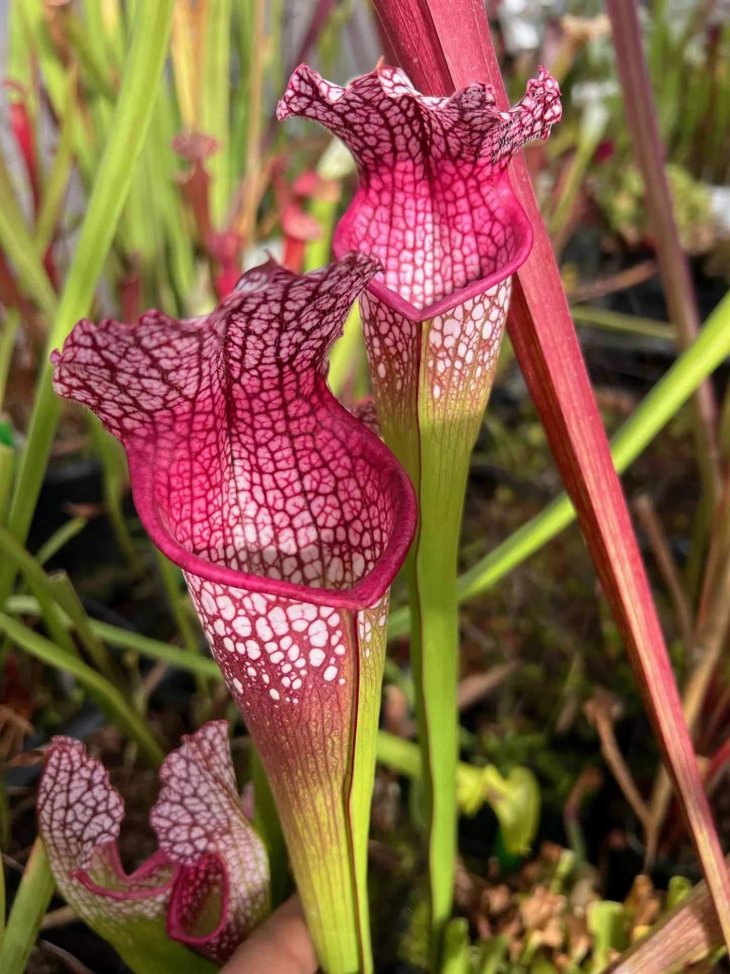 Sarracenia x Prometheus x Purple Lips 3
