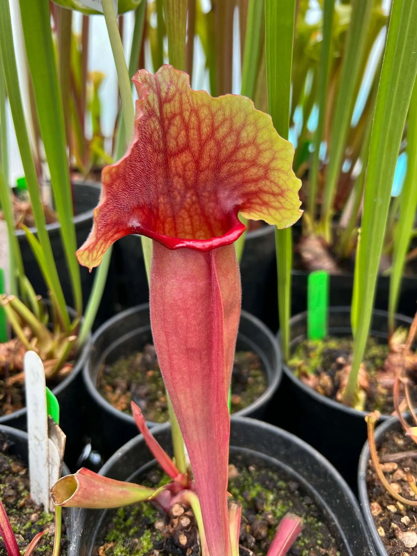 Sarracenia x Catesbaei x flava Ornata Phil F.)