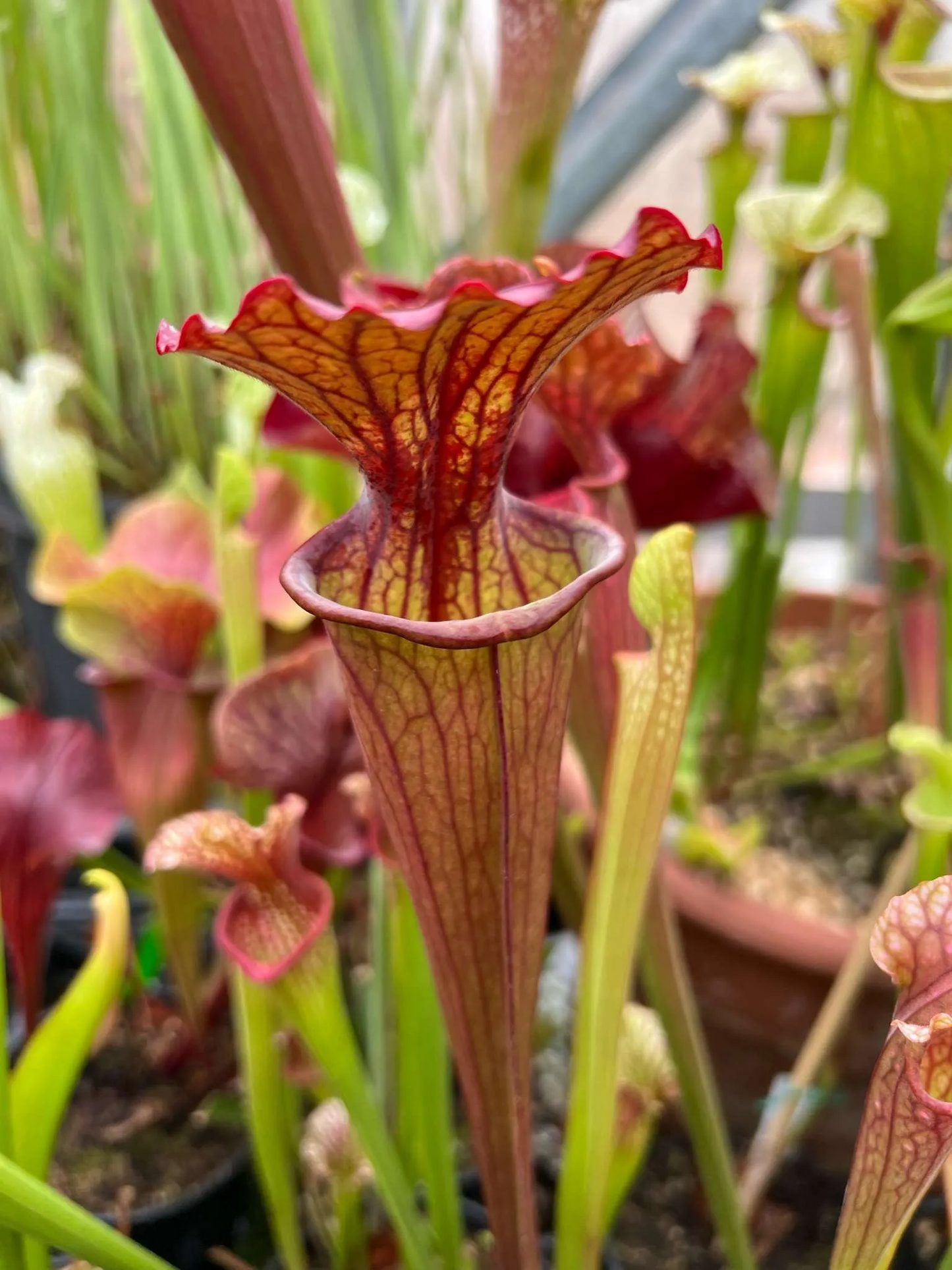 Sarracenia x Red Surprise
