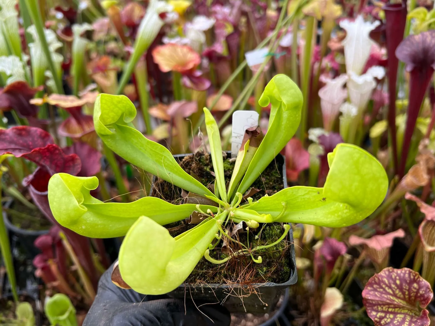 Sarracenia x courtii AF