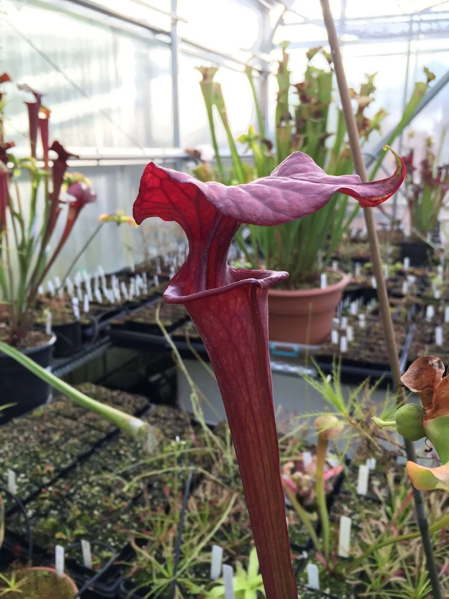 Sarracenia x Red Viper