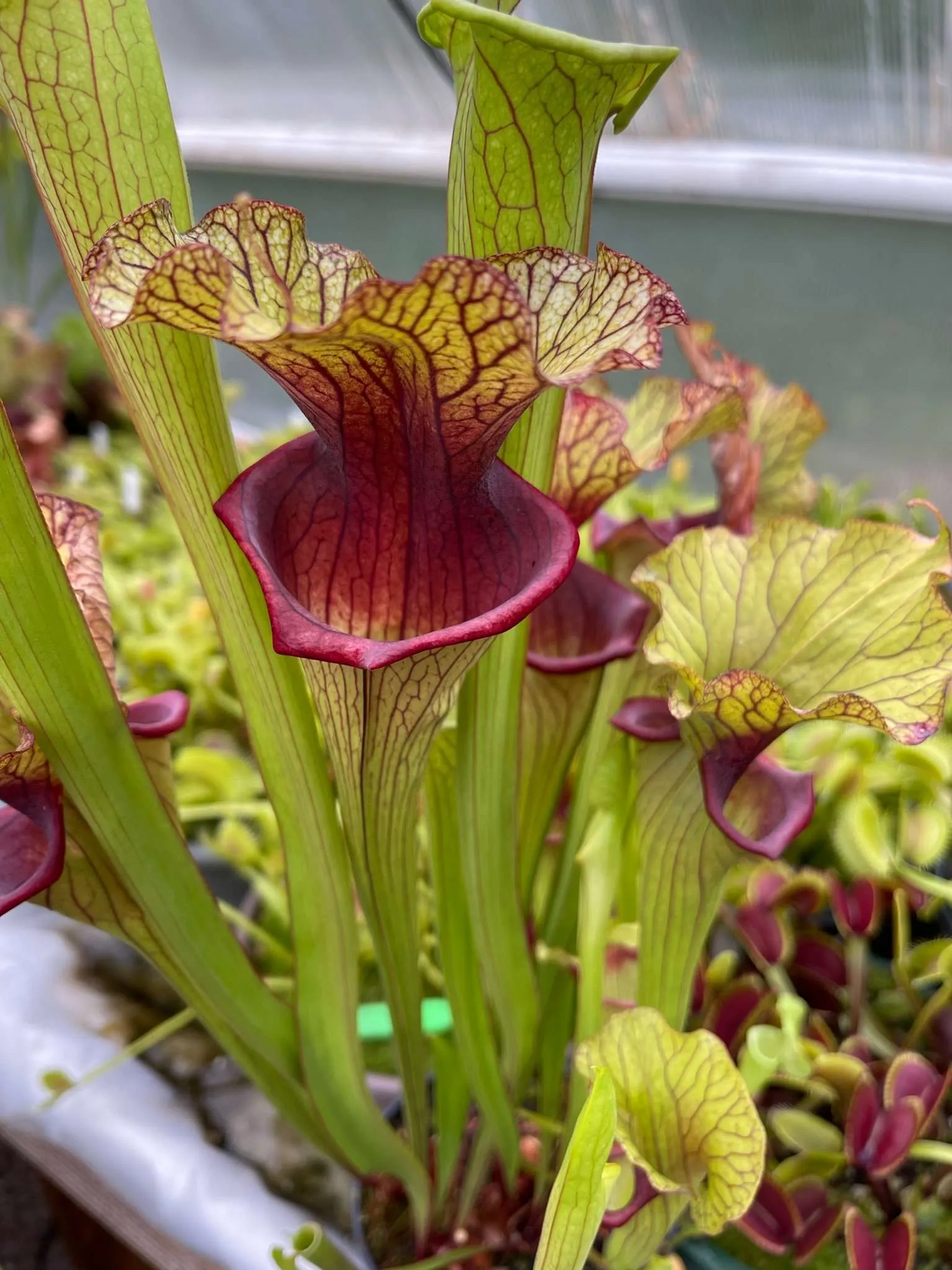 Sarracenia x Reptilian Rose x (flava Rubricorpora x leucophylla) “Defiance” KC #11