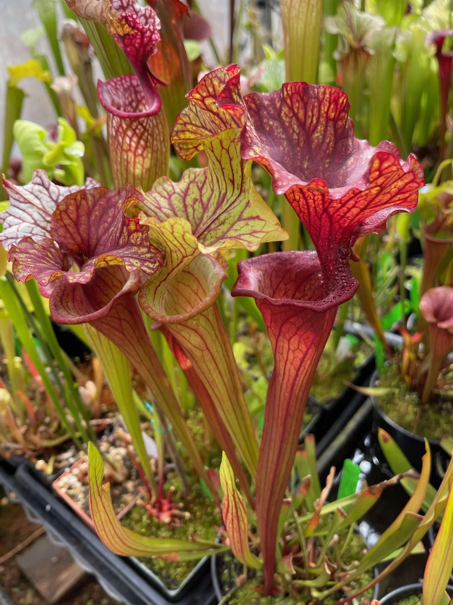 Sarracenia x Reptilian Rose x (flava Rubricorpora x leucophylla) KC #1
