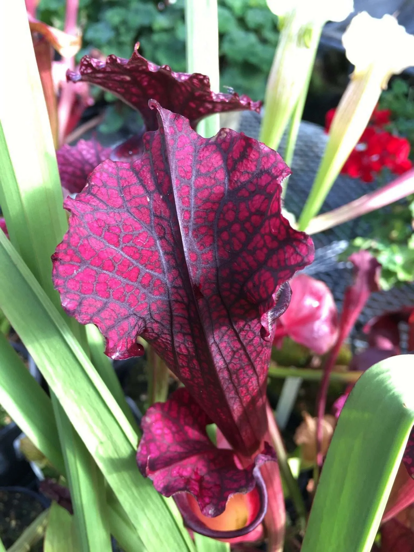 Sarracenia x Dana's Delight