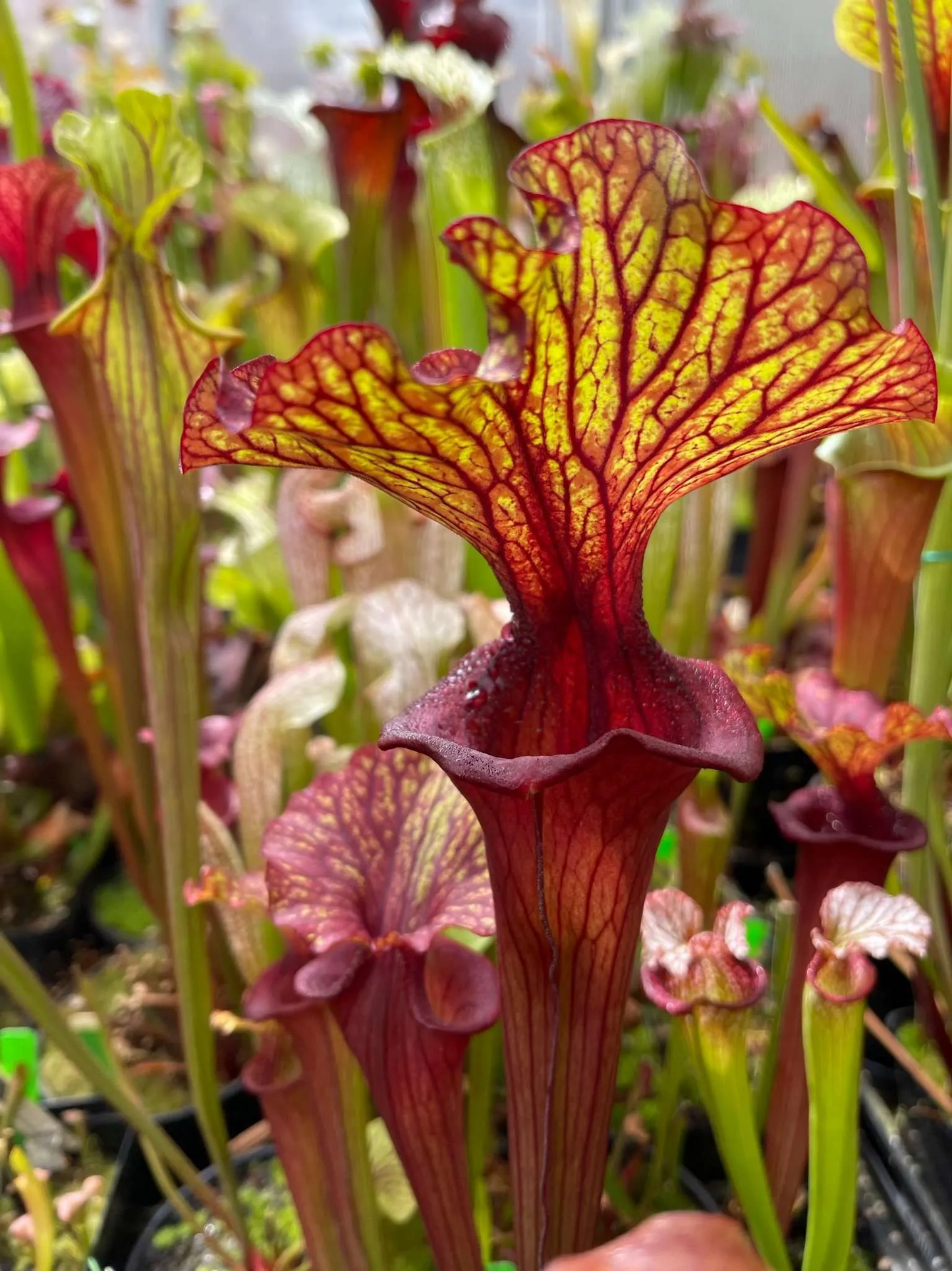 Sarracenia x Reptilian Rose x (flava Rubricorpora x leucophylla) KC#3