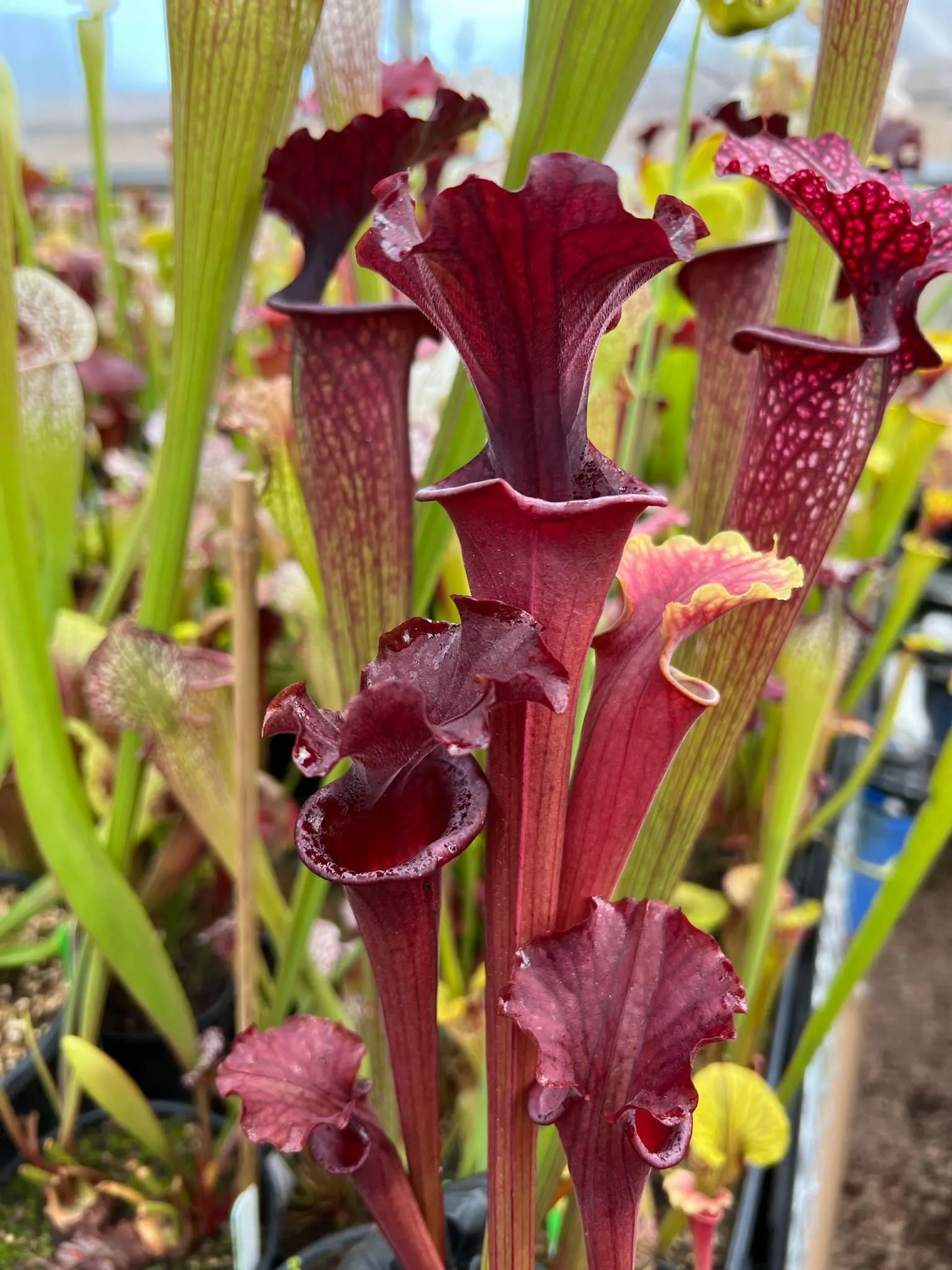 Sarracenia x Reptilian Rose x (flava Rubricorpora x leucophylla) RC #13