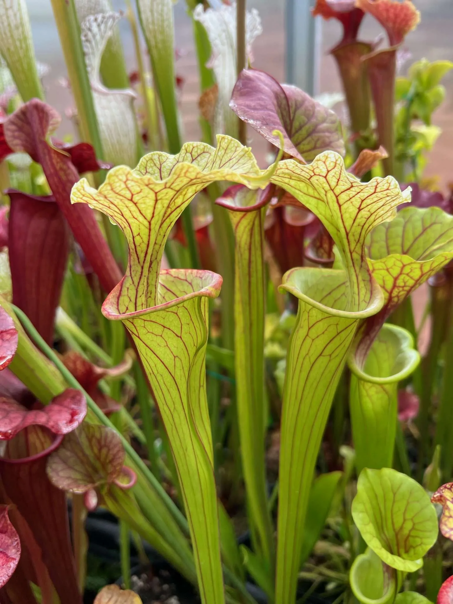 Sarracenia x Reptilian Rose x (flava Rubricorpora x leucophylla) RC #14