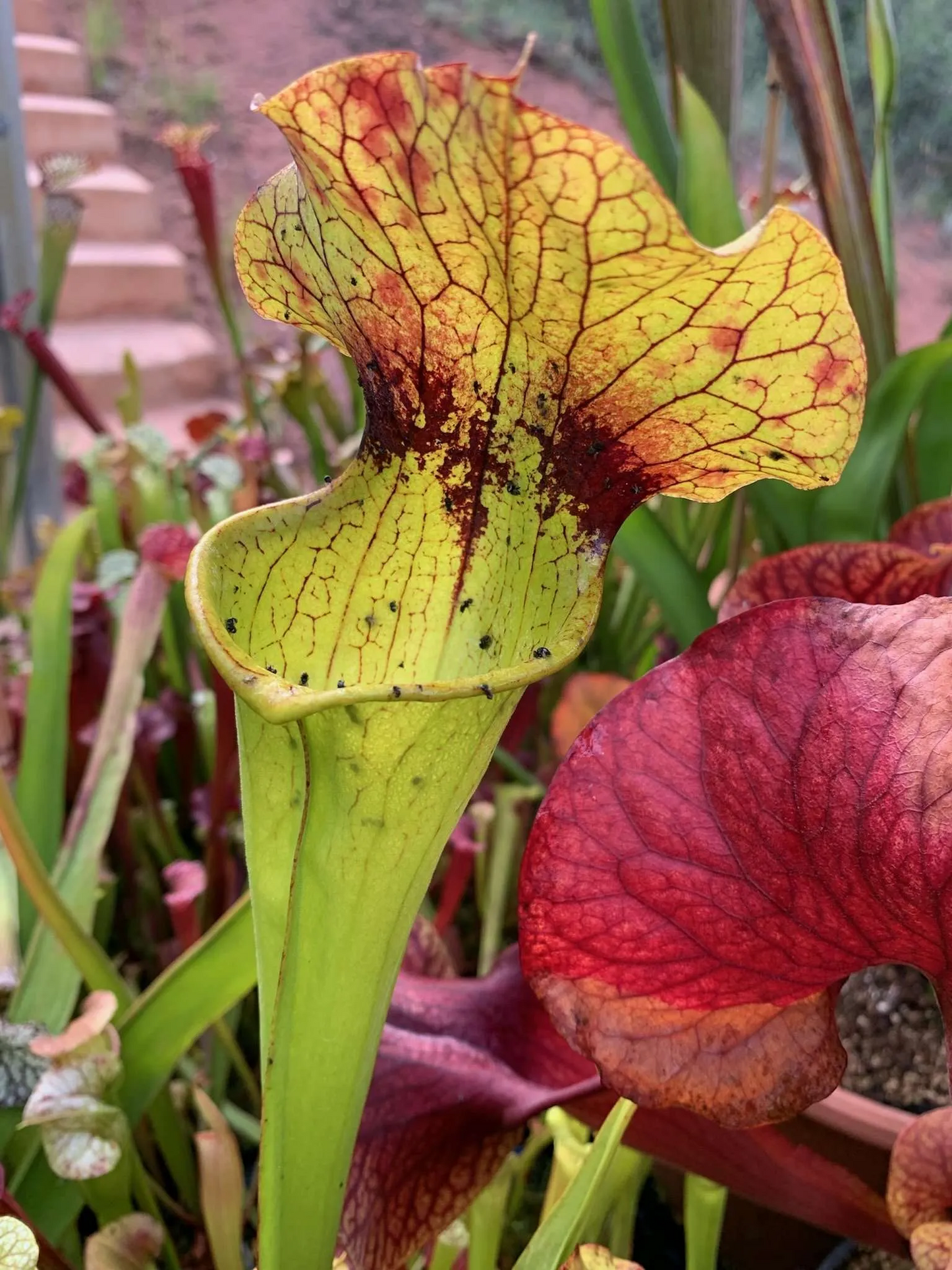 Sarracenia x Deep Throat x Adrian Slack