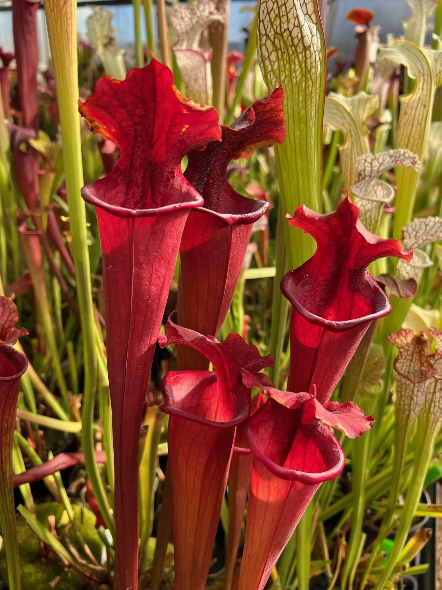 Sarracenia x Reptilian Rose x (flava Rubricorpora x leucophylla) Robert Co #4