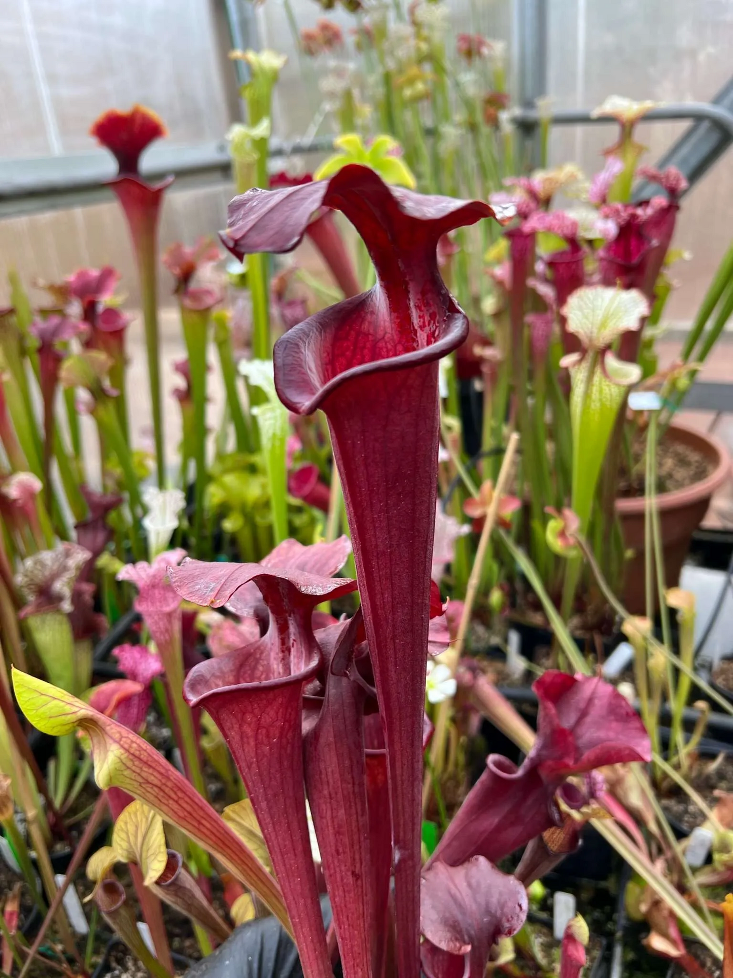 Sarracenia x Deimos