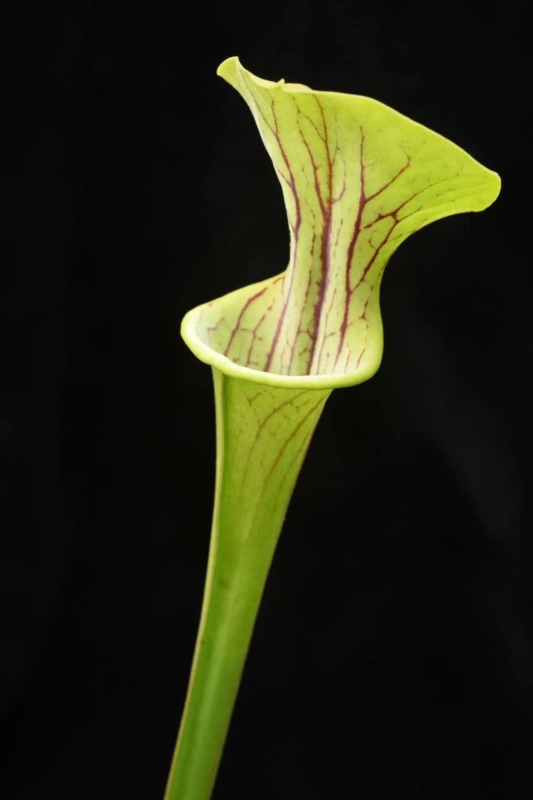Sarracenia x Doreen's Colossus