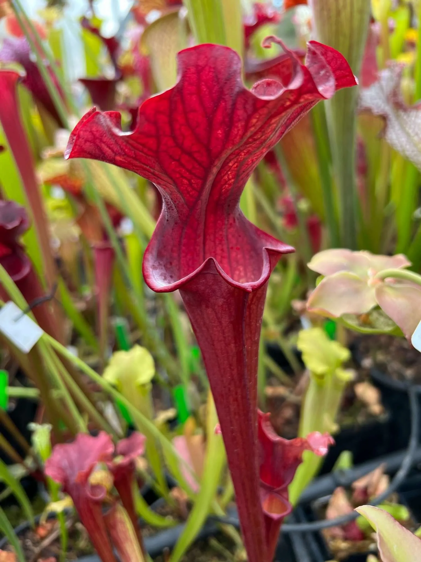 Sarracenia x Reptilian Rose x (moorei Phil’s clone 1) #12