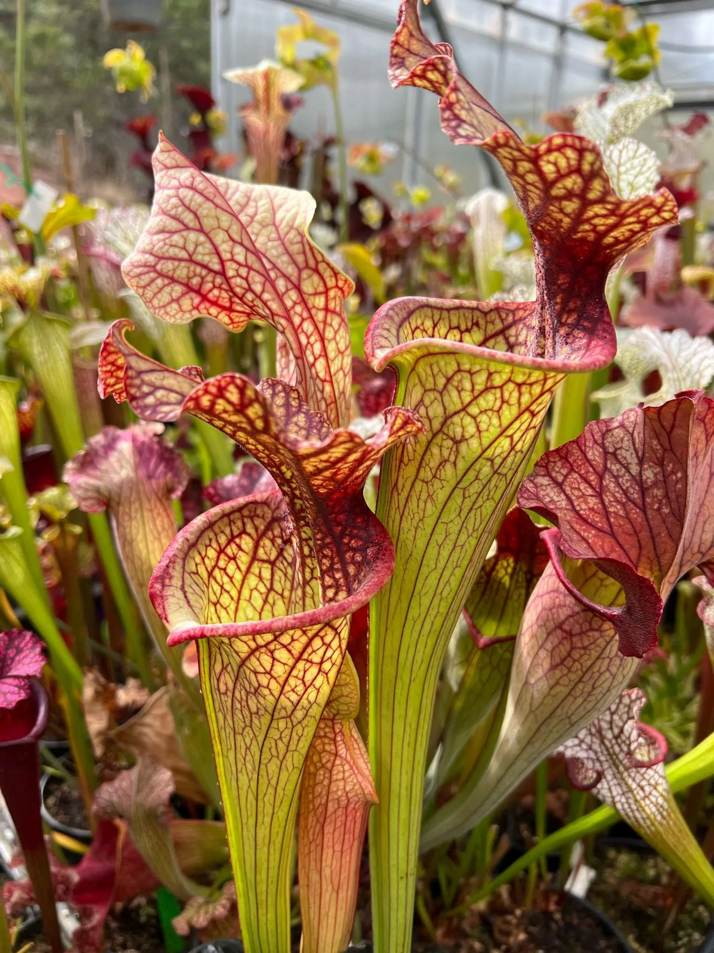 Sarracenia x Doreen’s Colossus x Titan