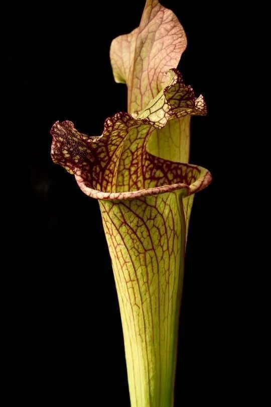 Sarracenia x Evendine Lois Ochs #LO5
