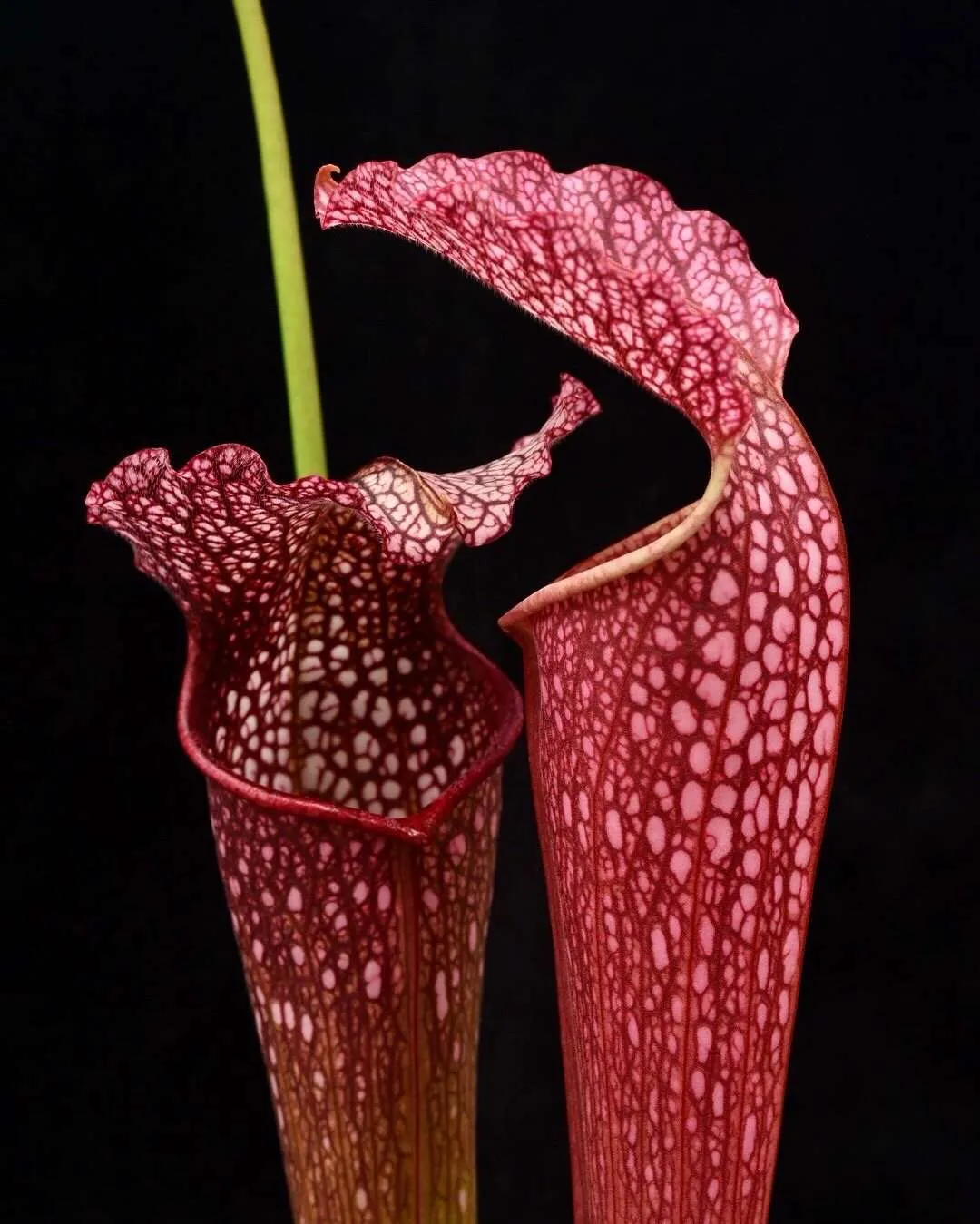 Sarracenia x Excellens Phil’s clone