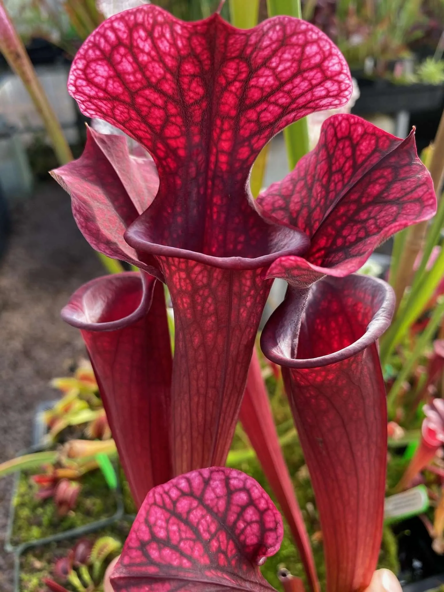 Sarracenia x S75 X Adrian Slack spectacular