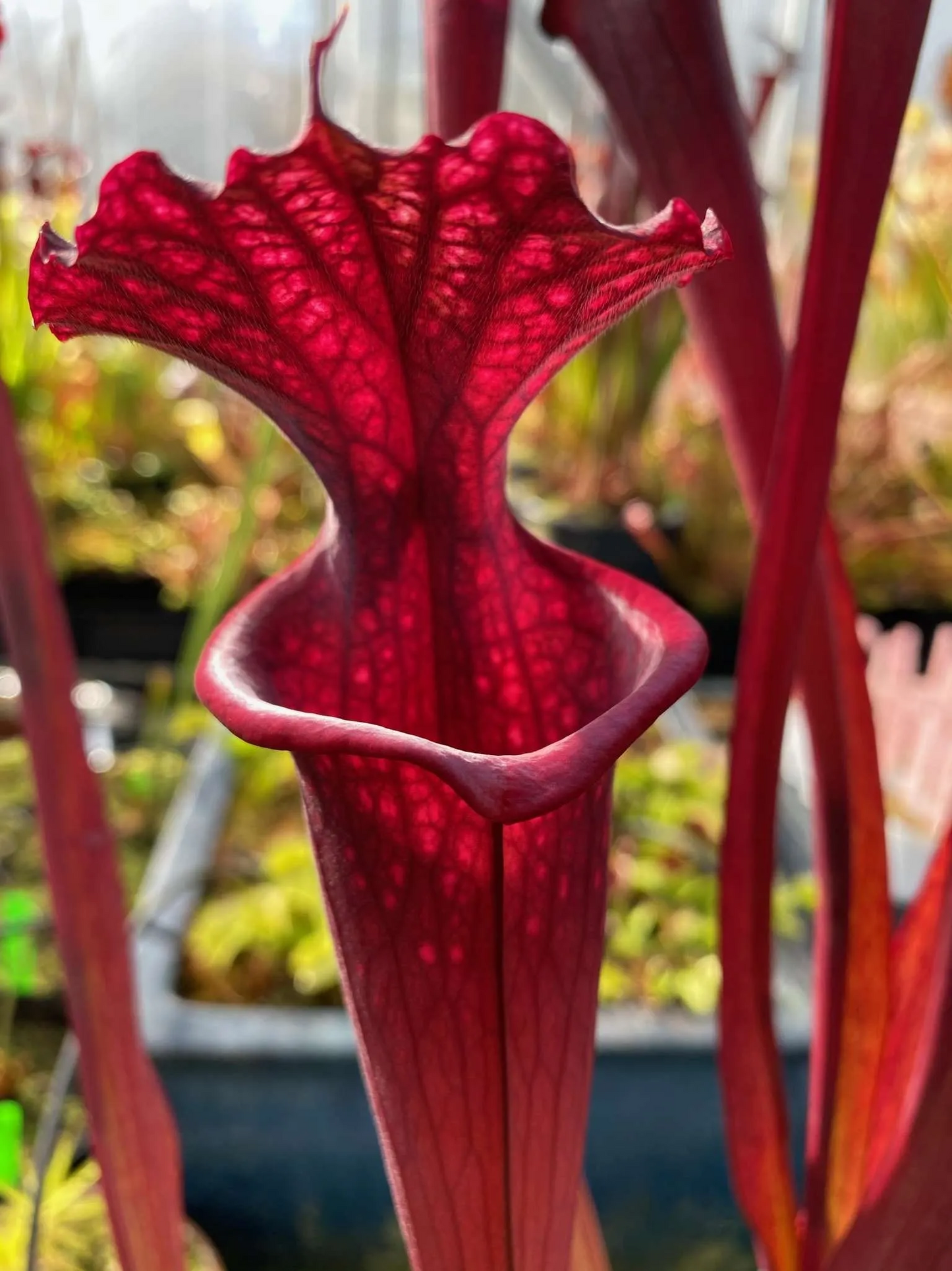 Sarracenia x flava rubricorpra x Black Widow