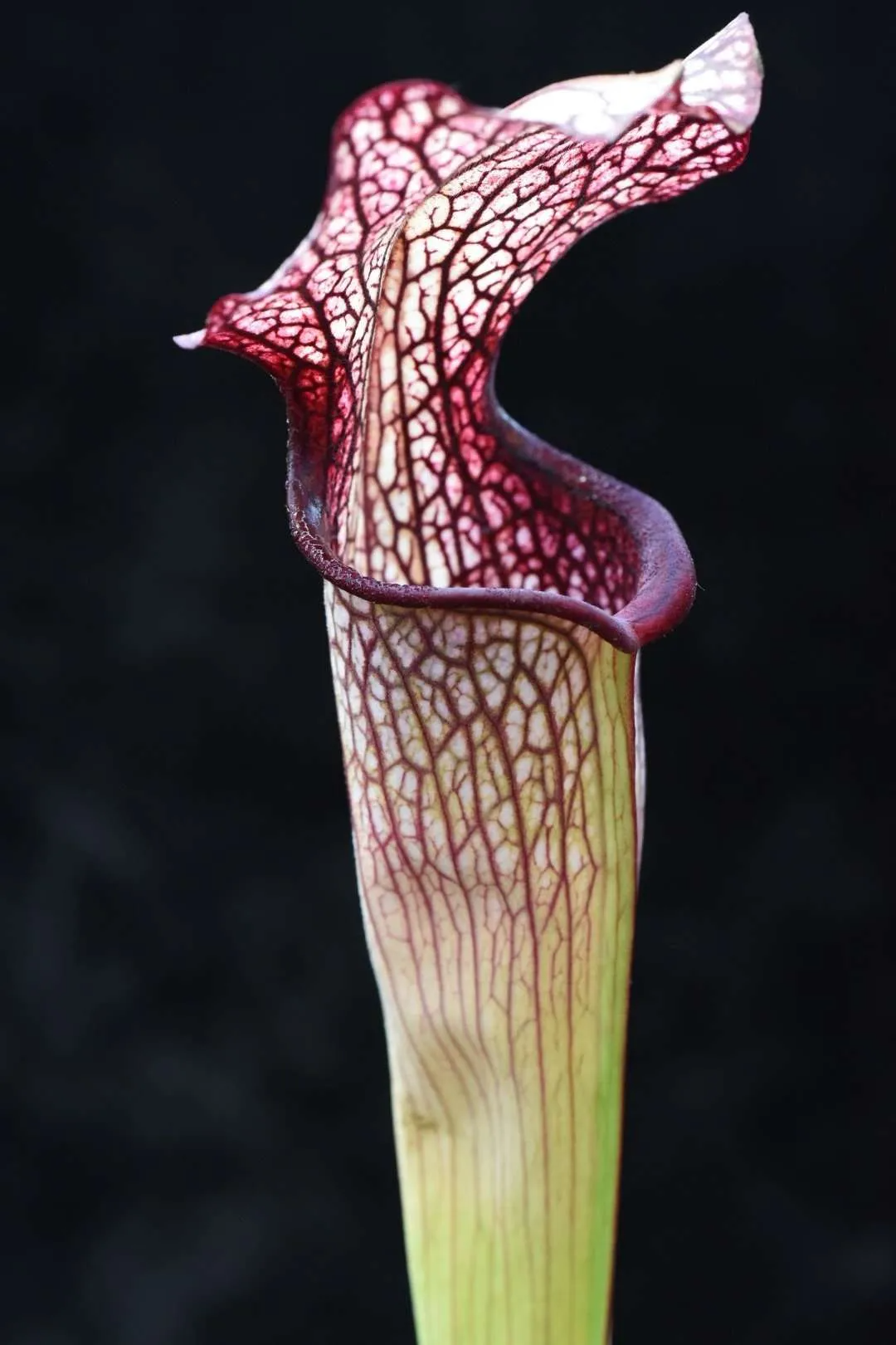 Sarracenia x alata x leucophylla