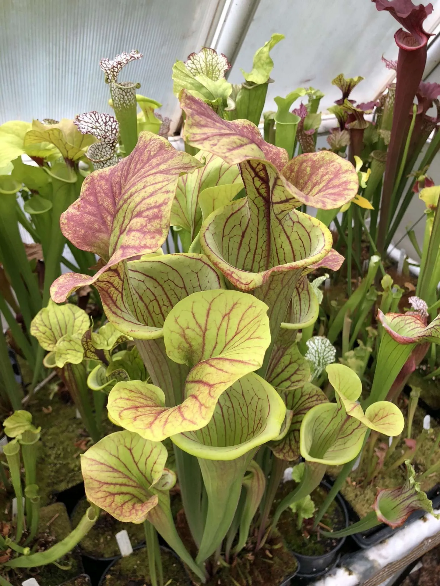 Sarracenia x Grendel