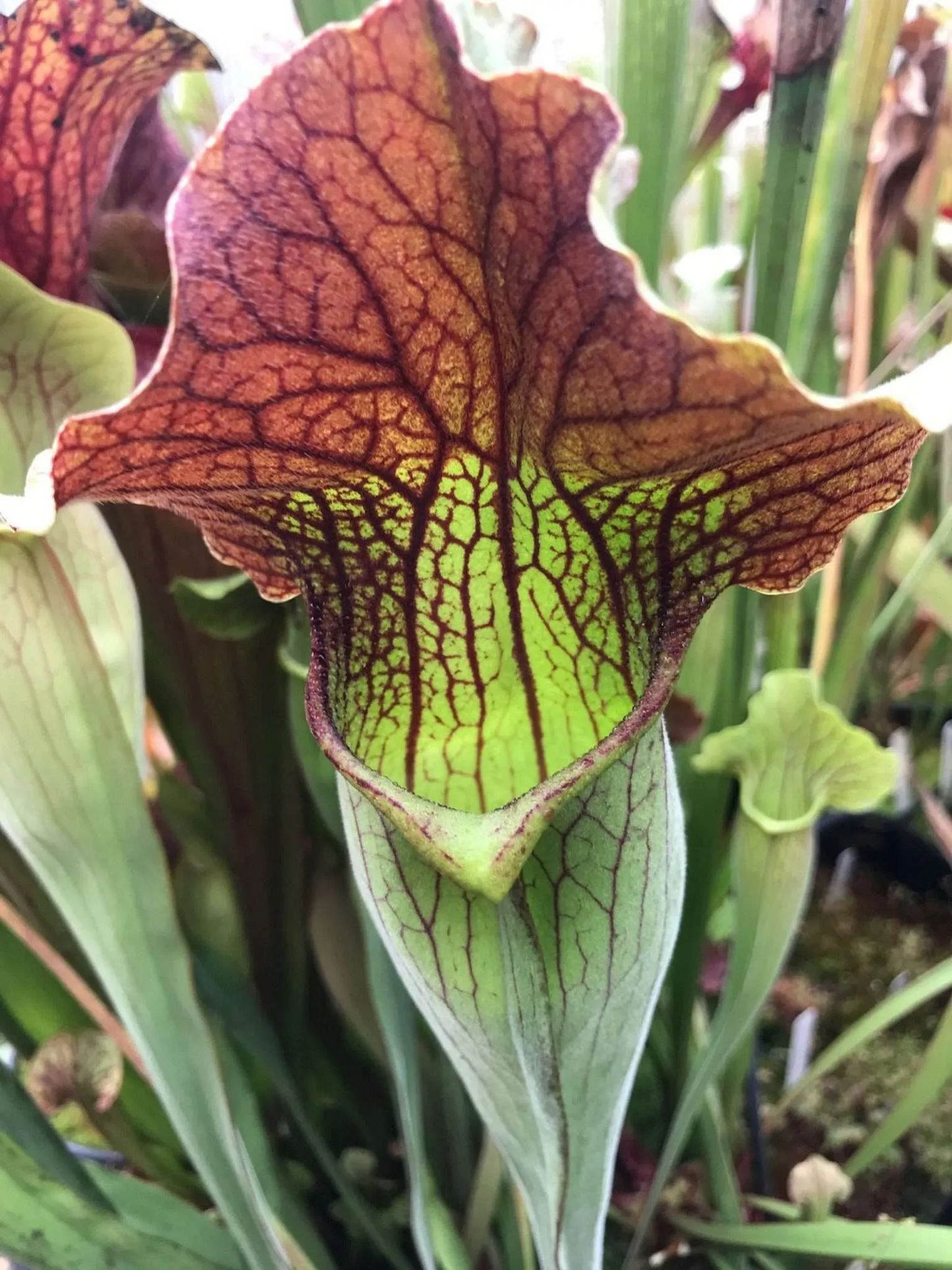 Sarracenia x Simone