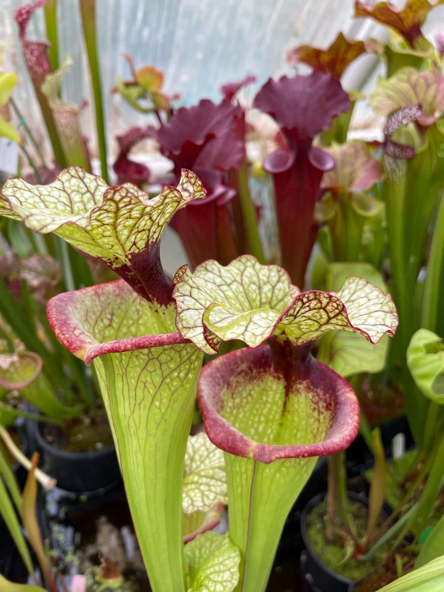 Sarracenia x Hot Lips