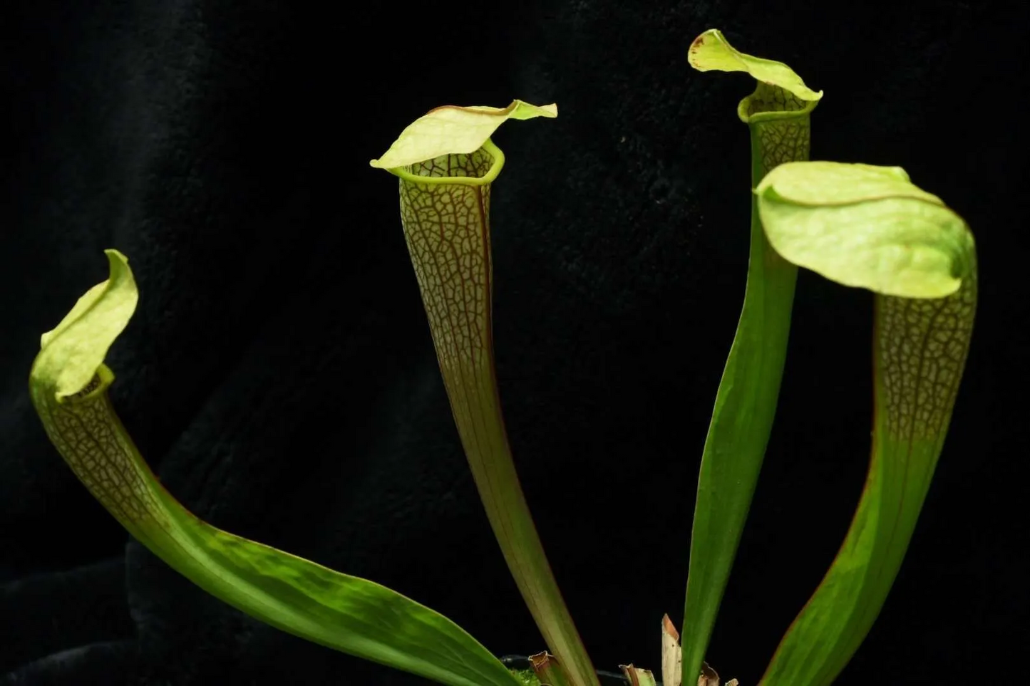 Sarracenia x Hummer's Hammerhead