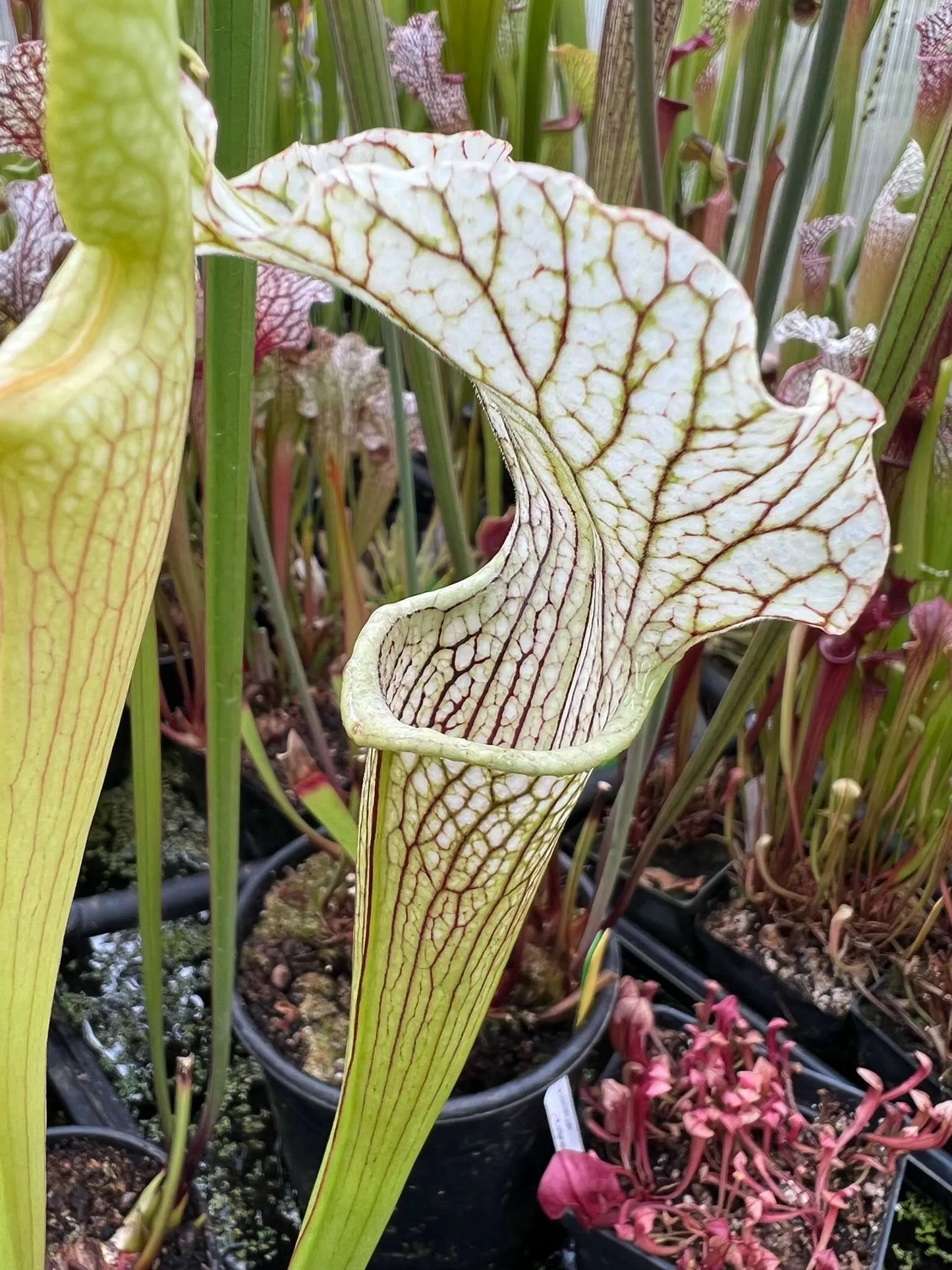 Sarracenia x Uzushio