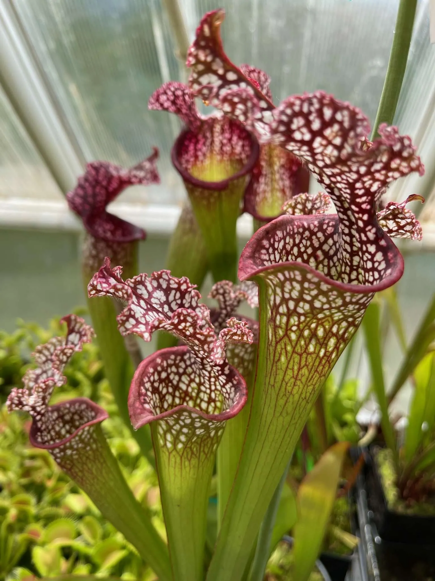 Sarracenia x Wilkerson Red Rocket