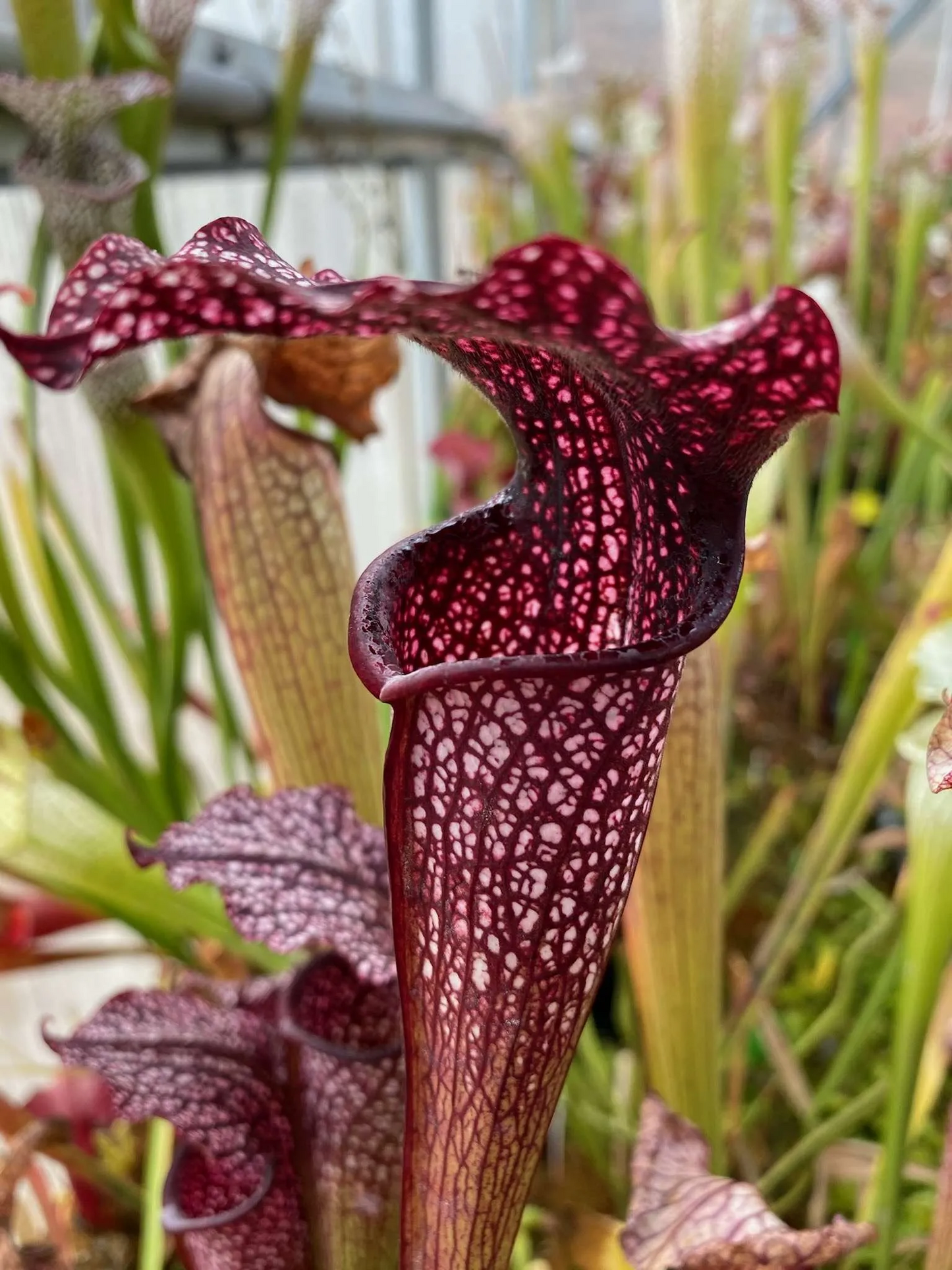 Sarracenia x John Hummer red alata x leucophylla #2 DC