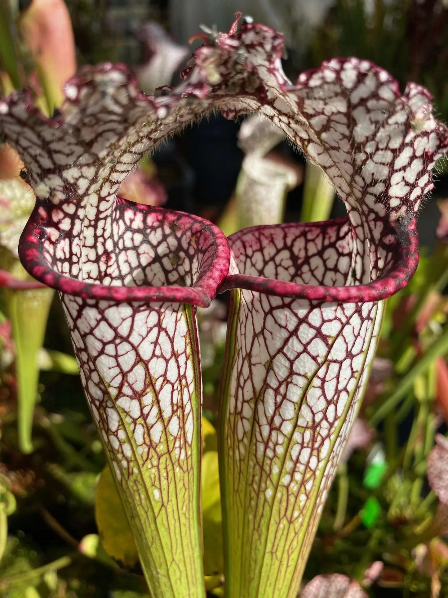 Sarracenia x Wilkerson Red Rocket x leucophylla HCW F #1 Best