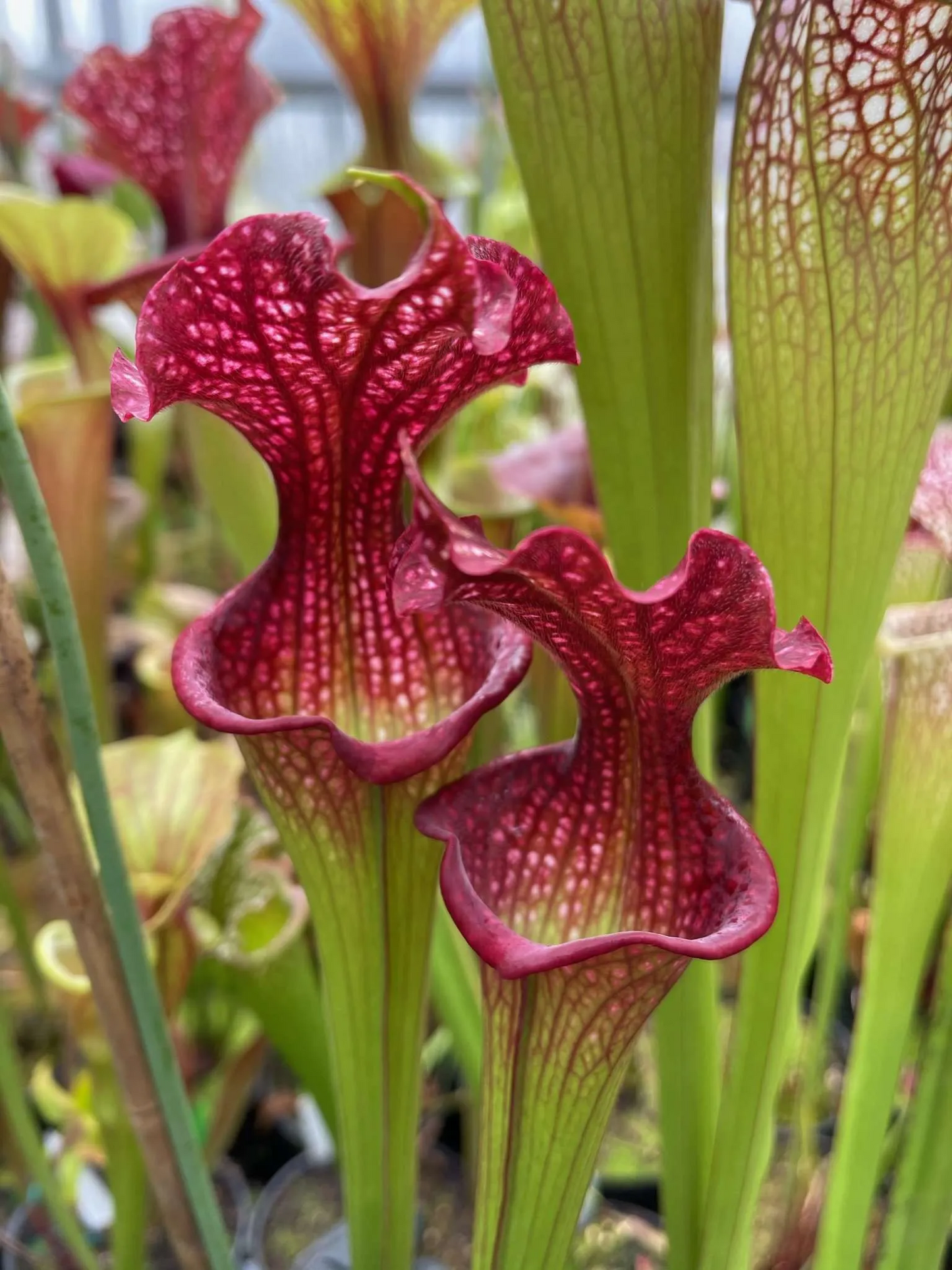 Sarracenia x Judith Hindle x Royal Ruby