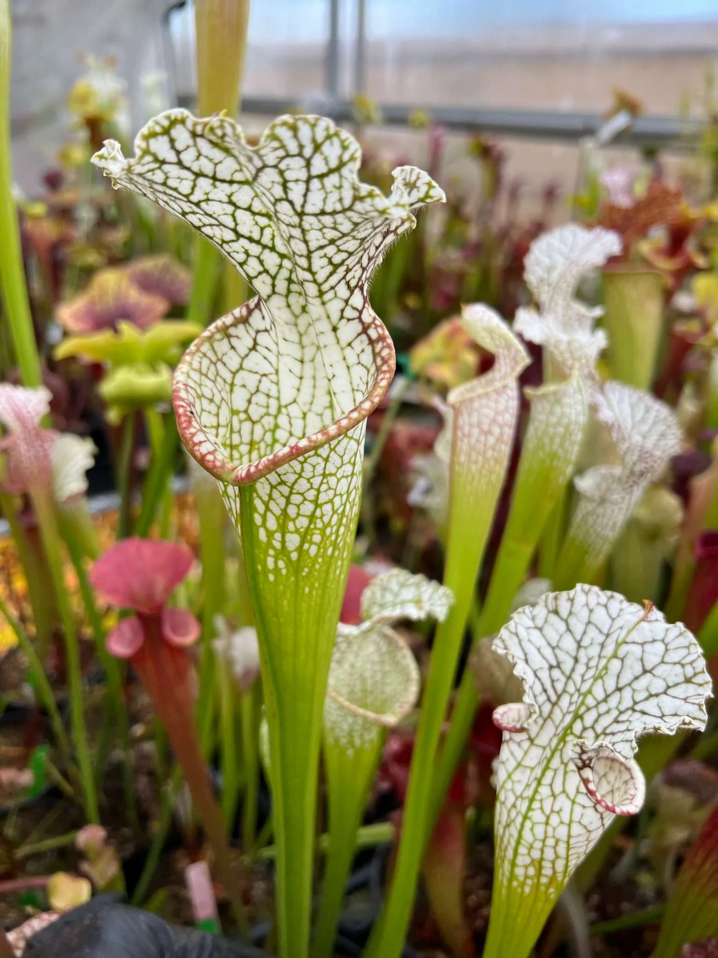 Sarracenia x Wilkerson Red Rocket x leucophylla HCW F #3