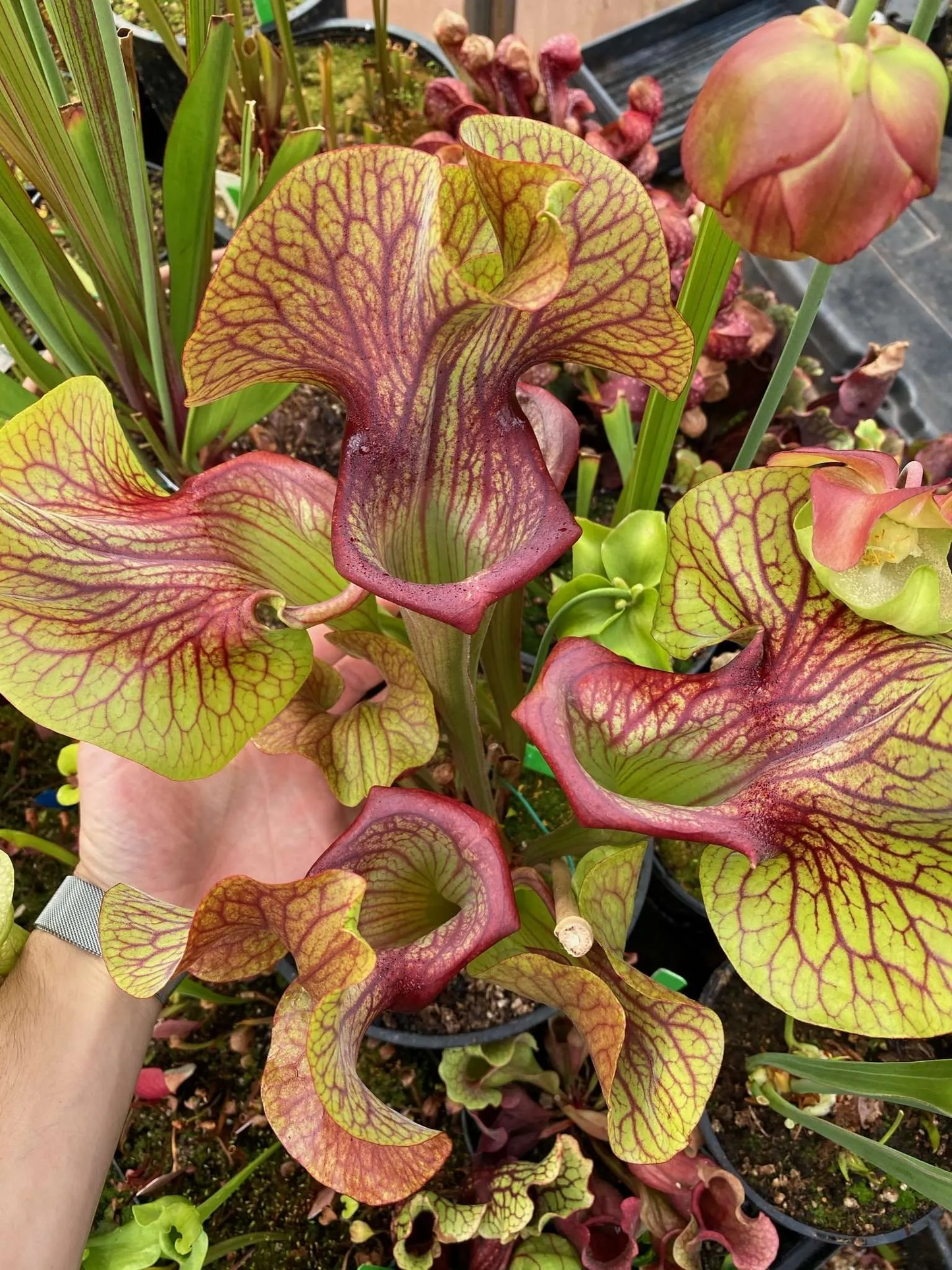 Sarracenia x Potty Mouth