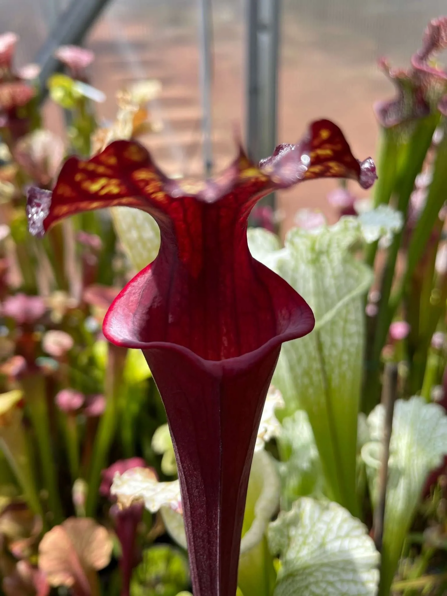 Sarracenia x Alucard Not POD