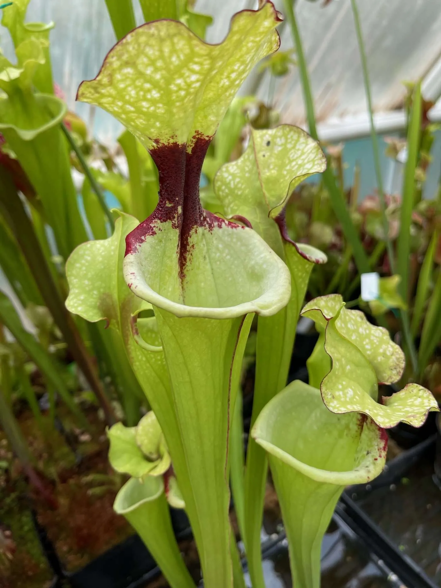 Sarracenia x Leah Wilkerson x Adrian Slack Brooks Garcia 2011 Cross