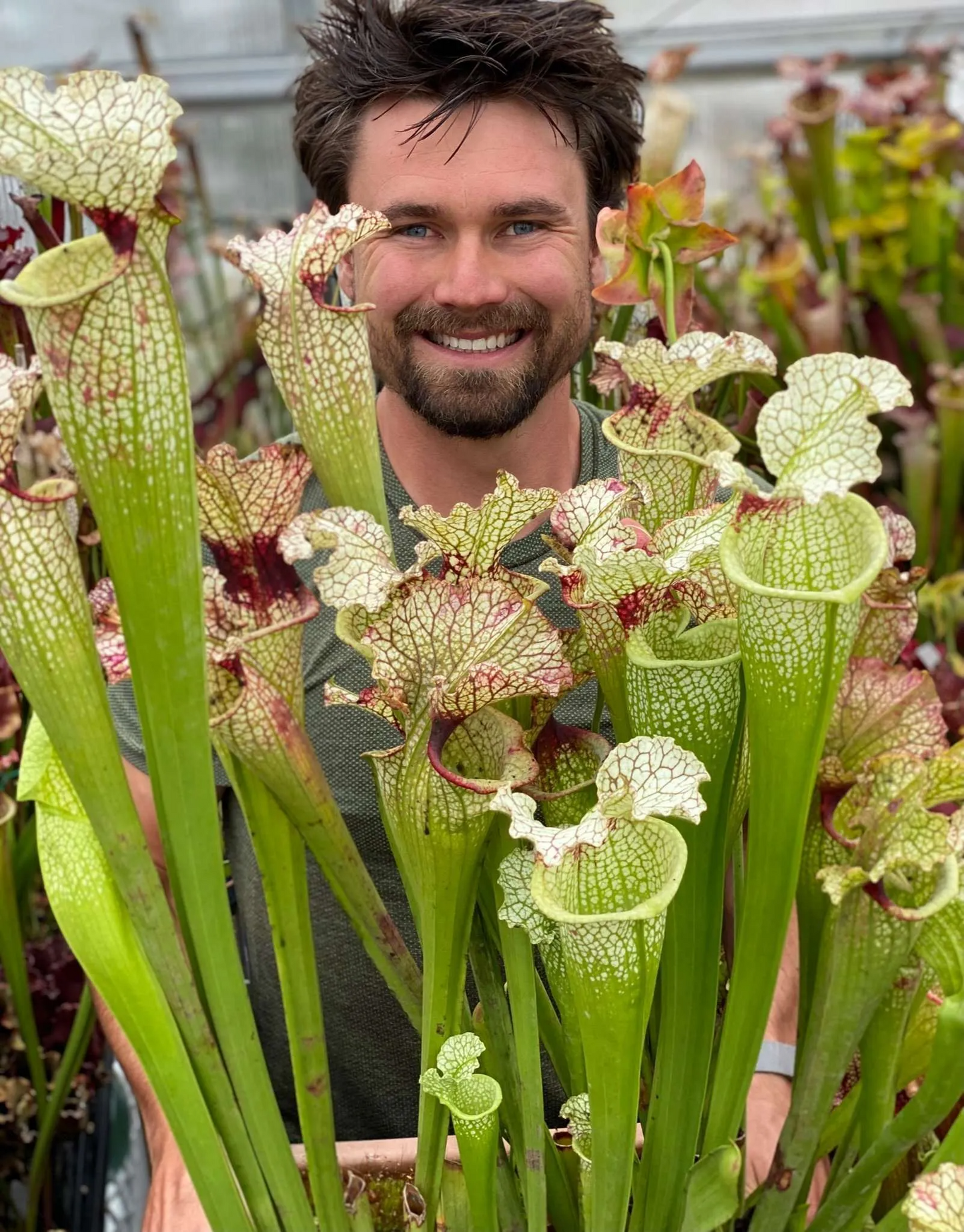 Sarracenia x Wilkerson White Knight