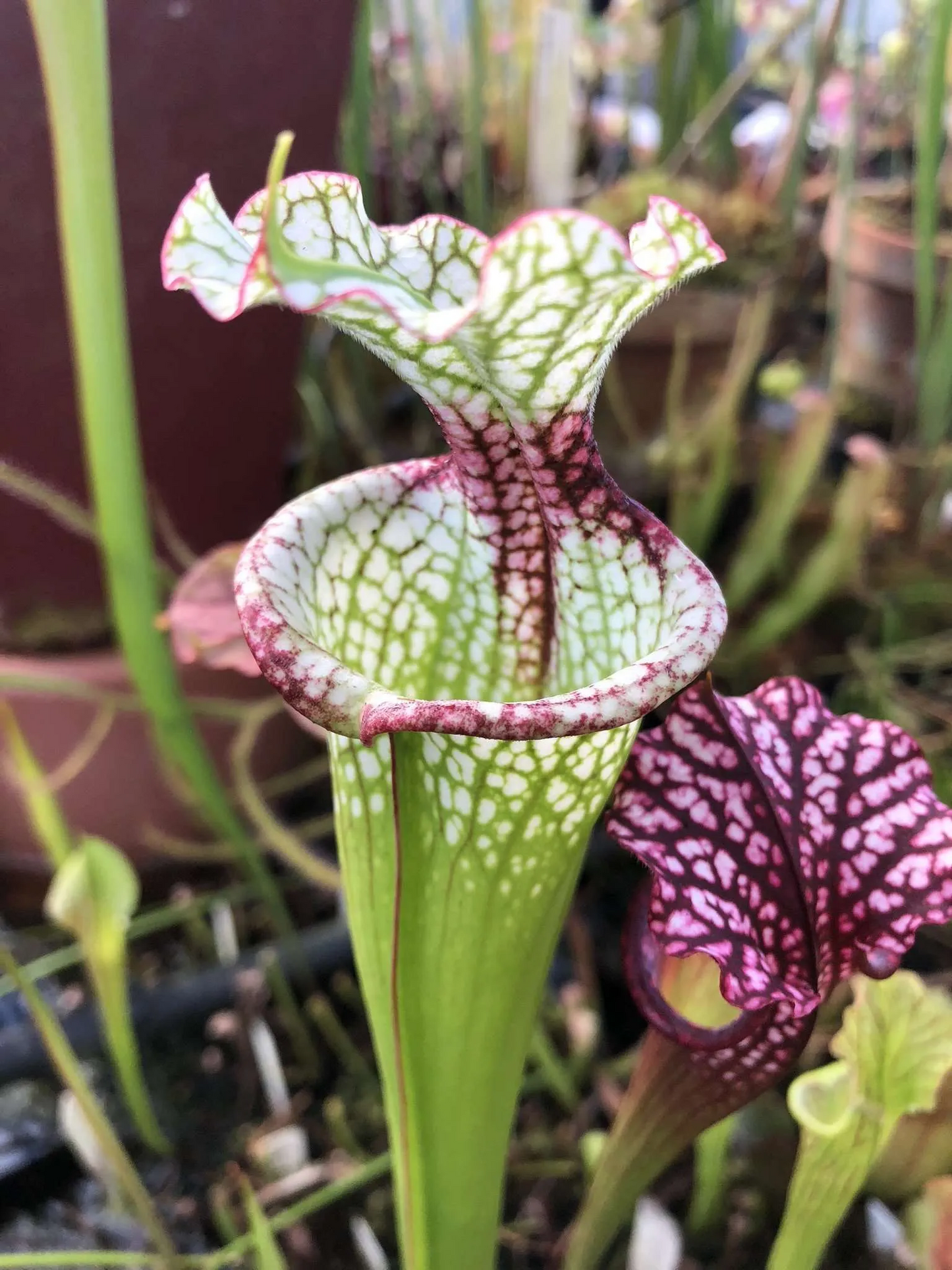 Sarracenia x Leah Wilkerson x leucophylla Purple Lips LH121 (seed grown)