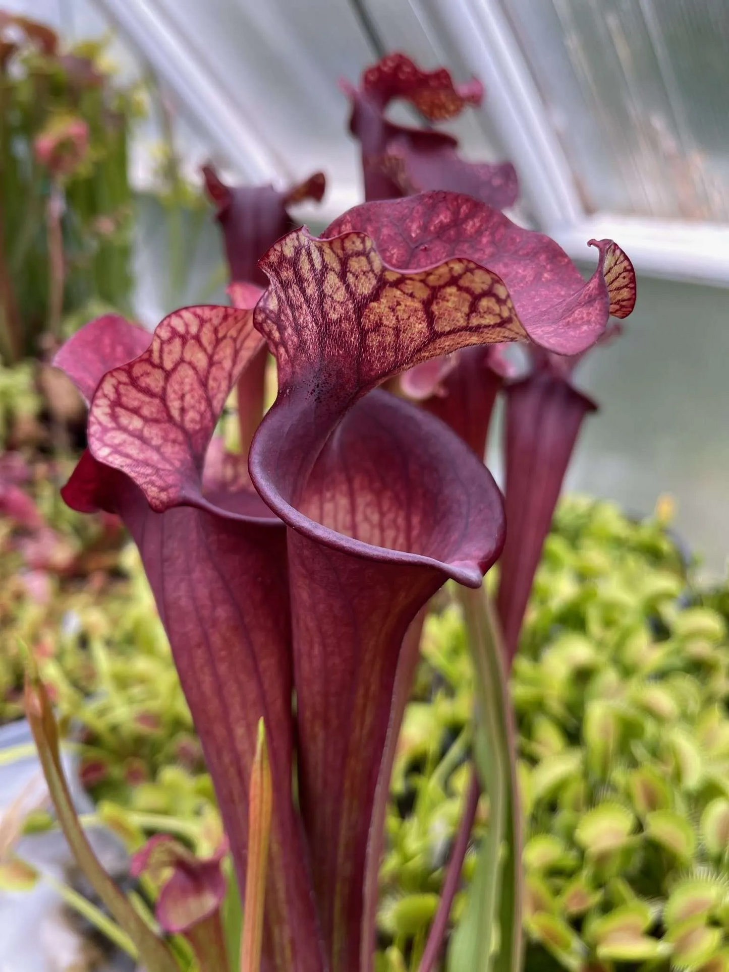 Sarracenia x Wizzleberry Toad x Saxapahaw best