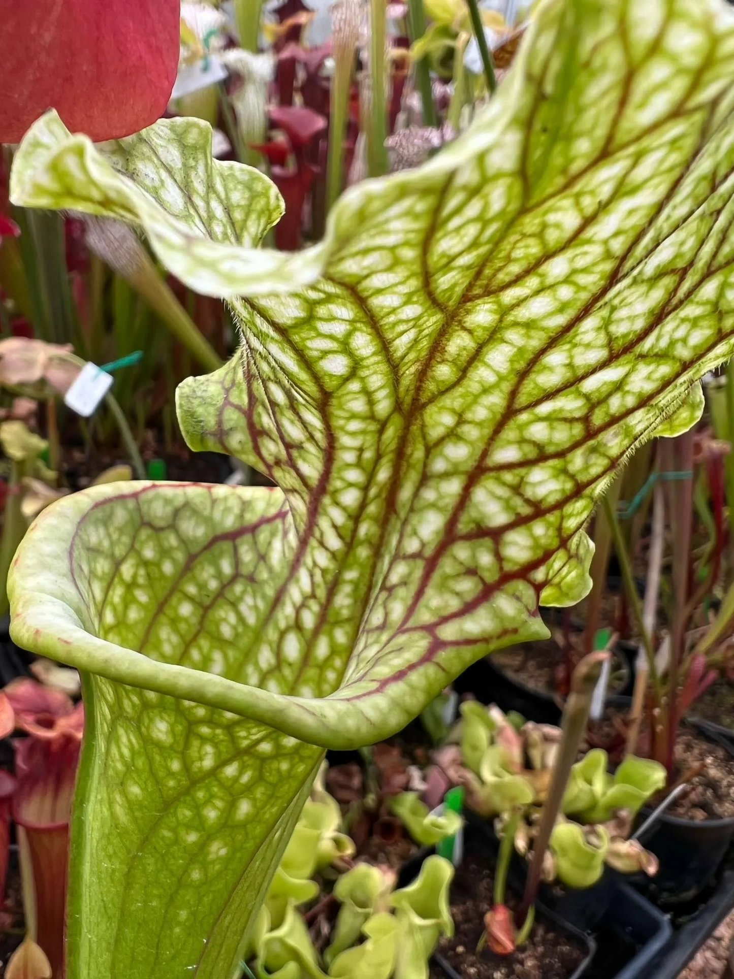Sarracenia x leucophylla (flava x oreophila) #15