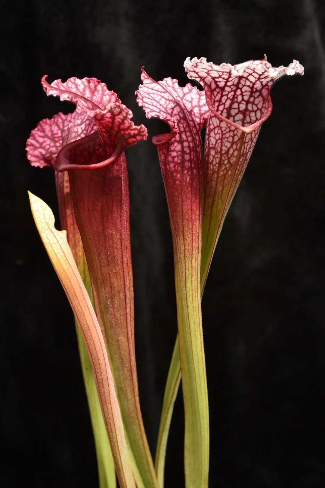 Sarracenia x leucophylla (leucophylla x purpurea)