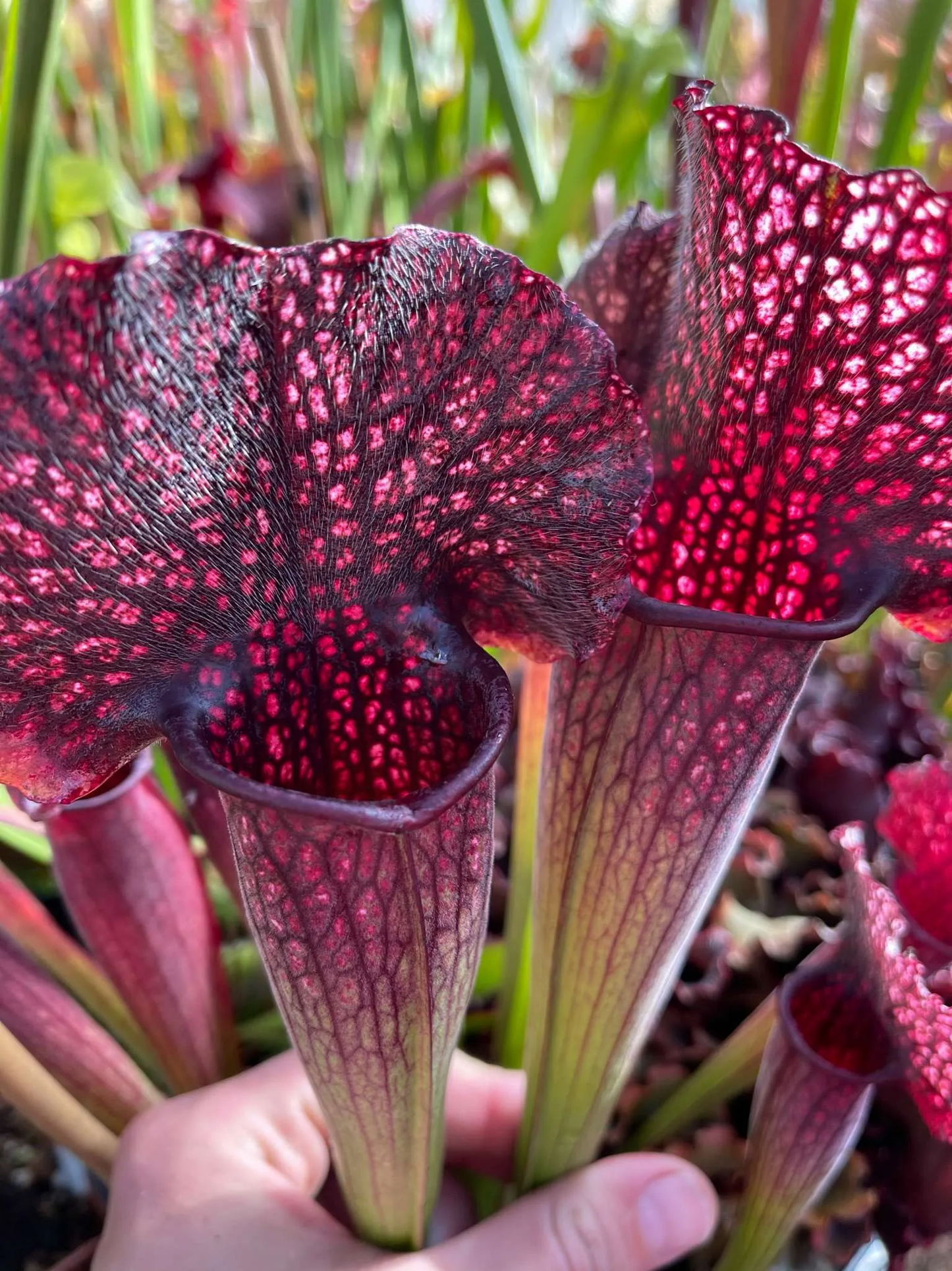 Sarracenia x Přemysl Otakar I.