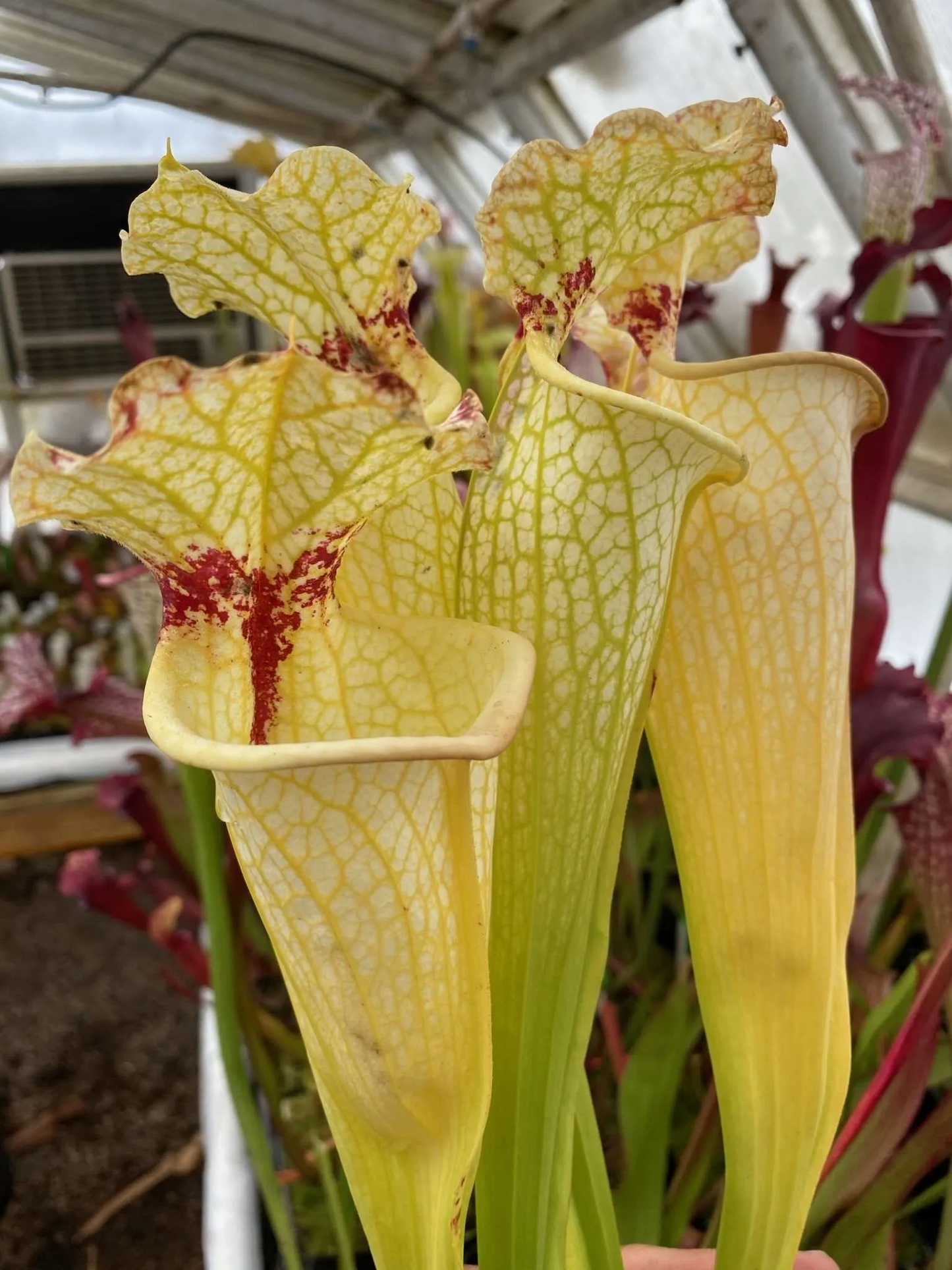 Sarracenia x leucophylla Hurricane Creek White 1 x flava maxima