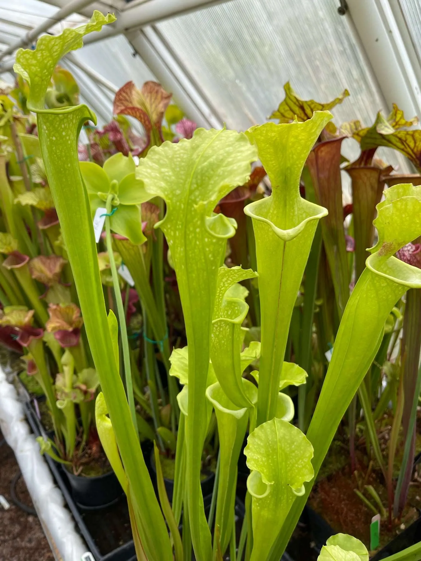 Sarracenia x leucophylla Schnell’s Ghost x flava maxima MBR