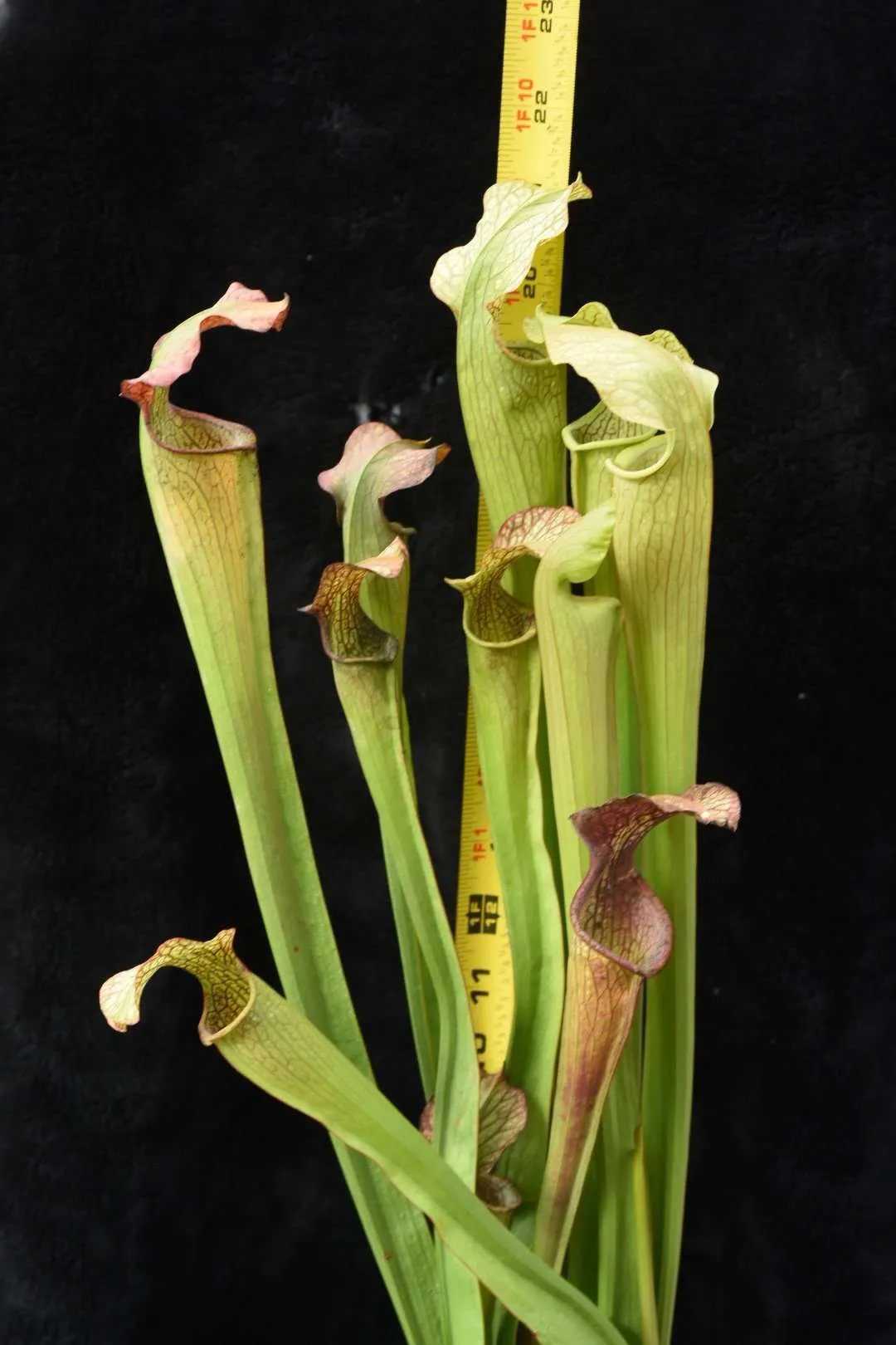 Sarracenia x leucophylla x alata Dan Winter