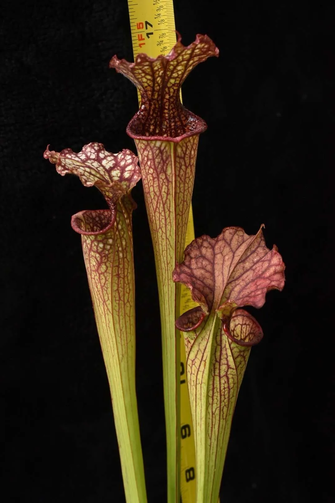 Sarracenia x leucophylla x flava Cooks