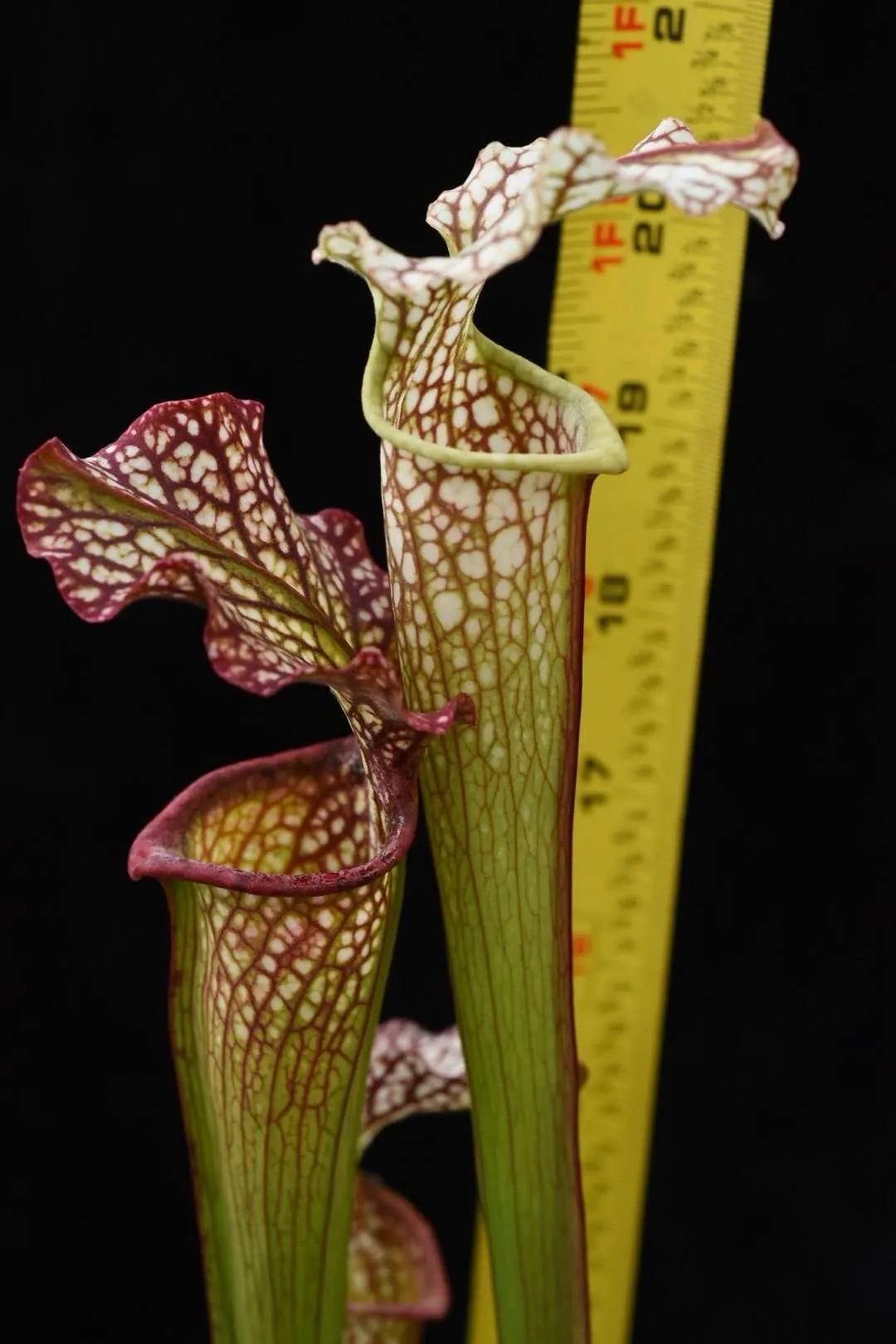 Sarracenia x leucophylla x rubra Dan Winter
