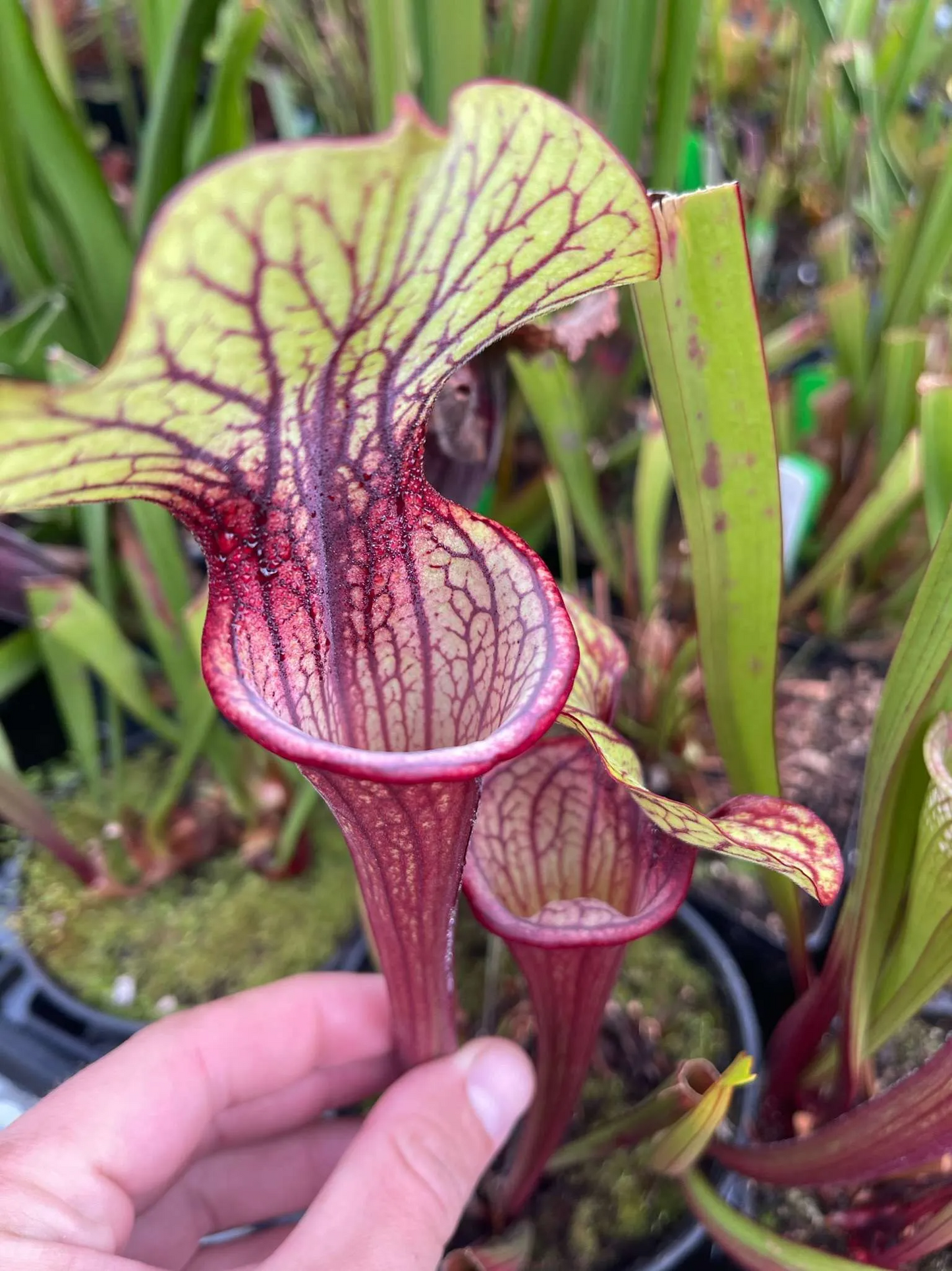 Sarracenia x LO10 oreo Sand Mountain x flava atropurpurea